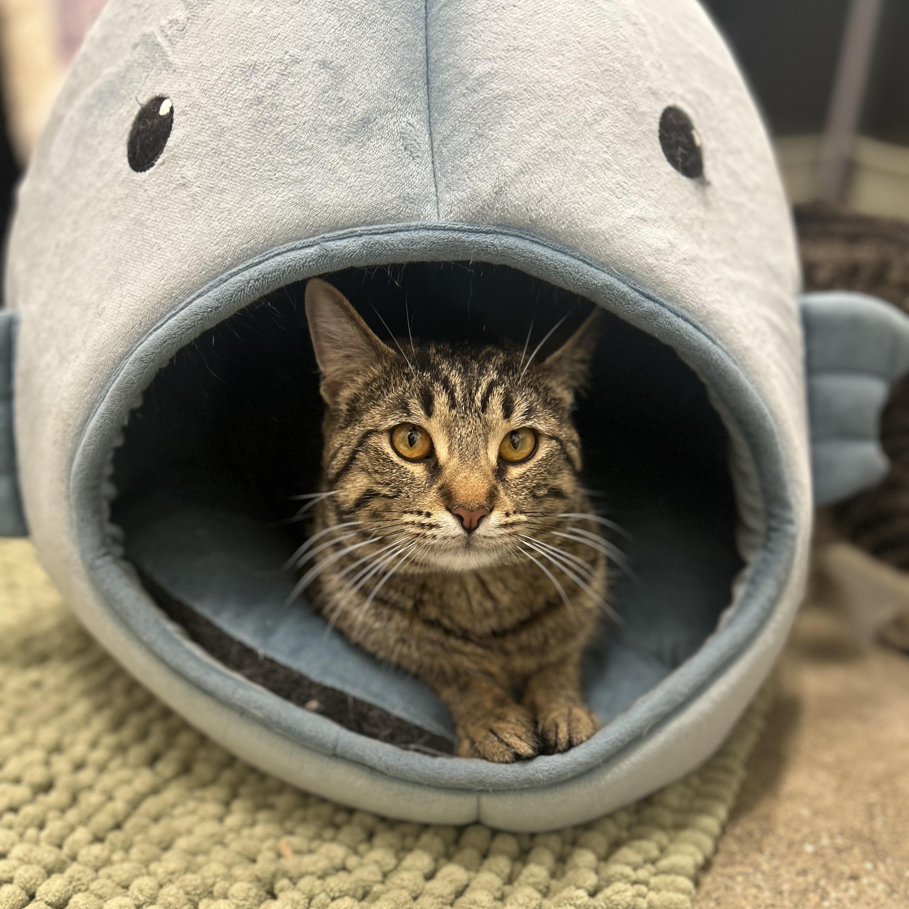 Monty, an adopted Domestic Short Hair in Columbus , OH image 2/5
