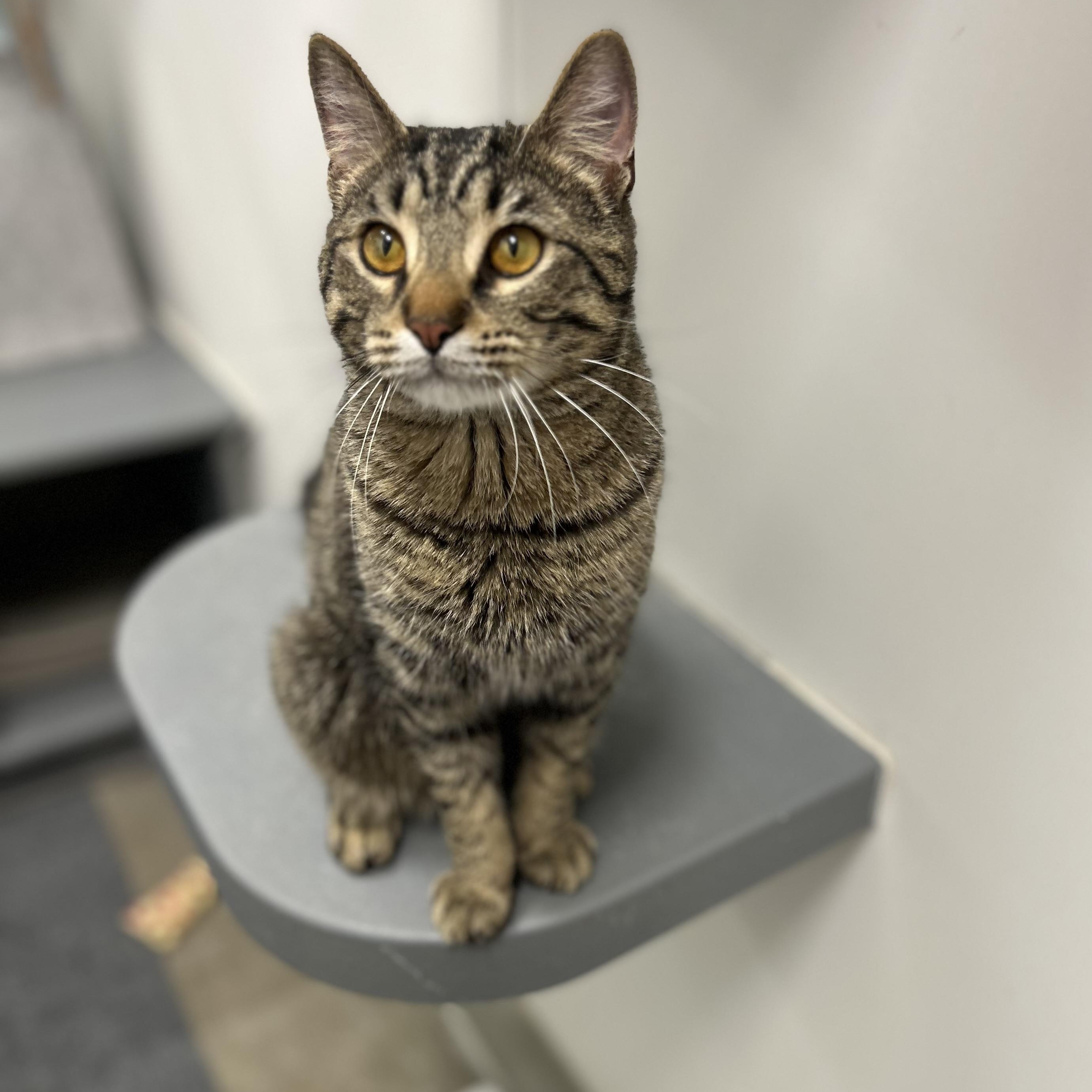 Monty, adopted, Young Male Domestic Short Hair.