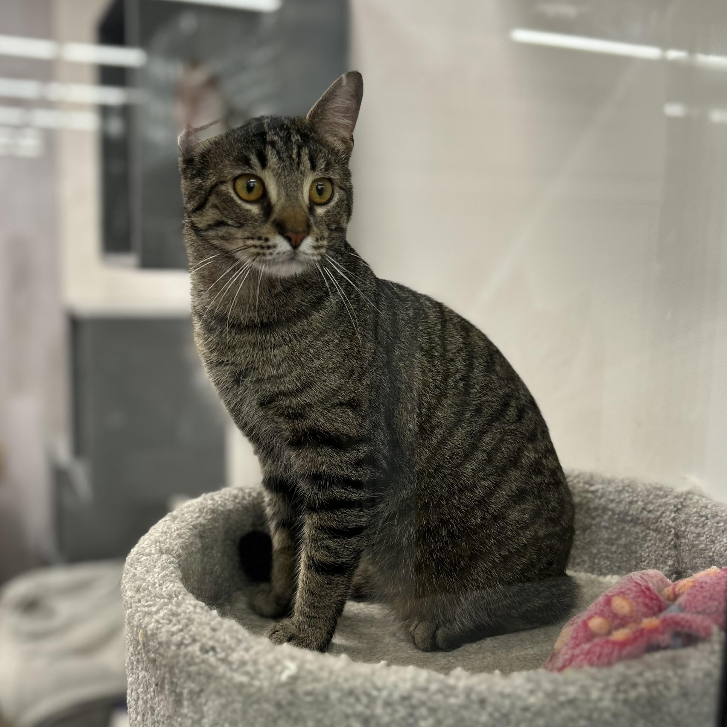 Monty, an adopted Domestic Short Hair in Columbus , OH image 5/5