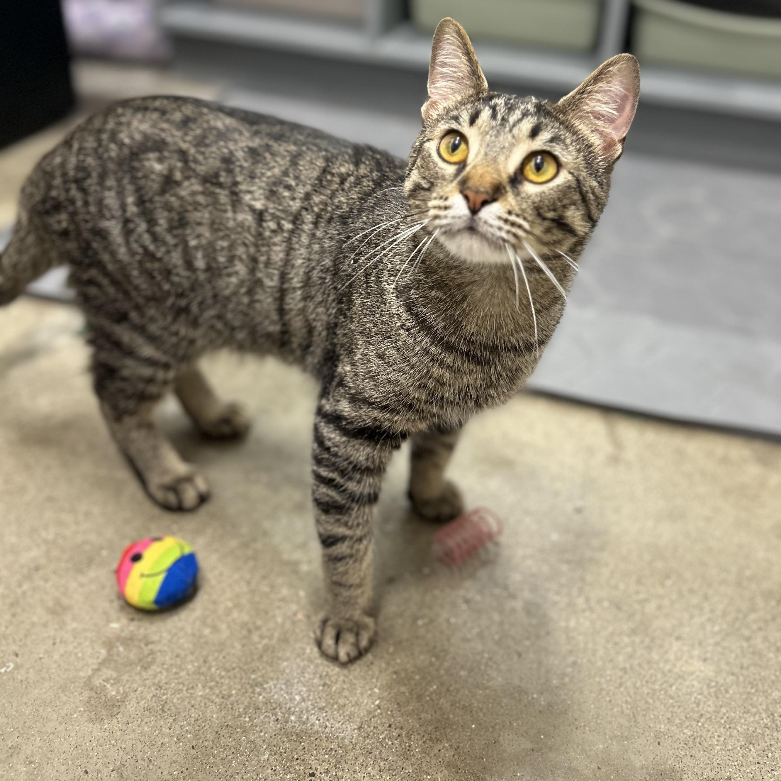 Monty, an adopted Domestic Short Hair in Columbus , OH image 3/5