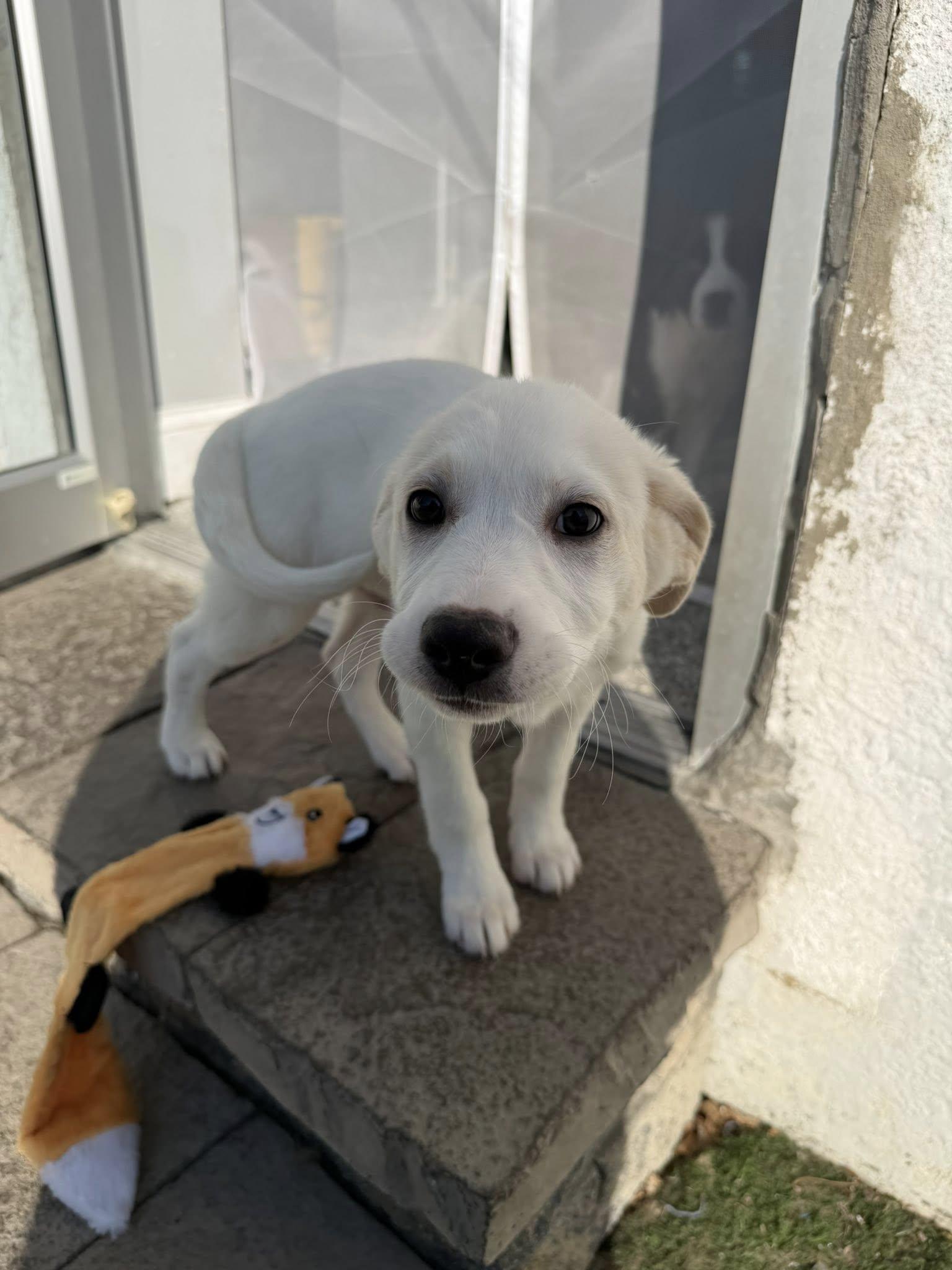 Enlarge Casey , a ADOPTABLE mixed breed in Medford, NJ image 6/6
