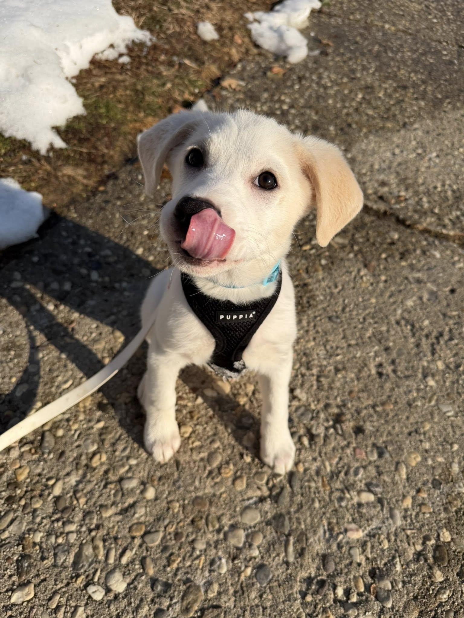 Enlarge Casey , a ADOPTABLE mixed breed in Medford, NJ image 5/6