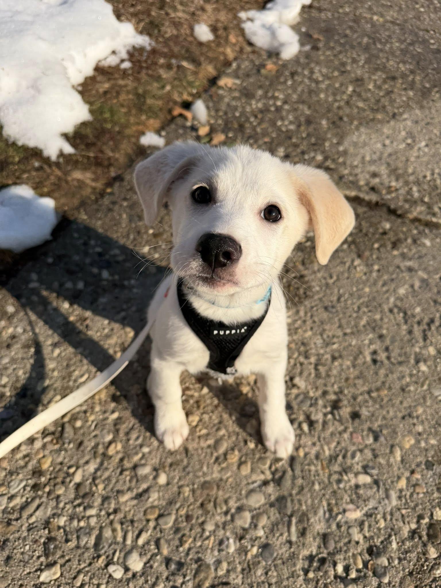 Casey , ADOPTABLE, Puppy Male Labrador Retriever.