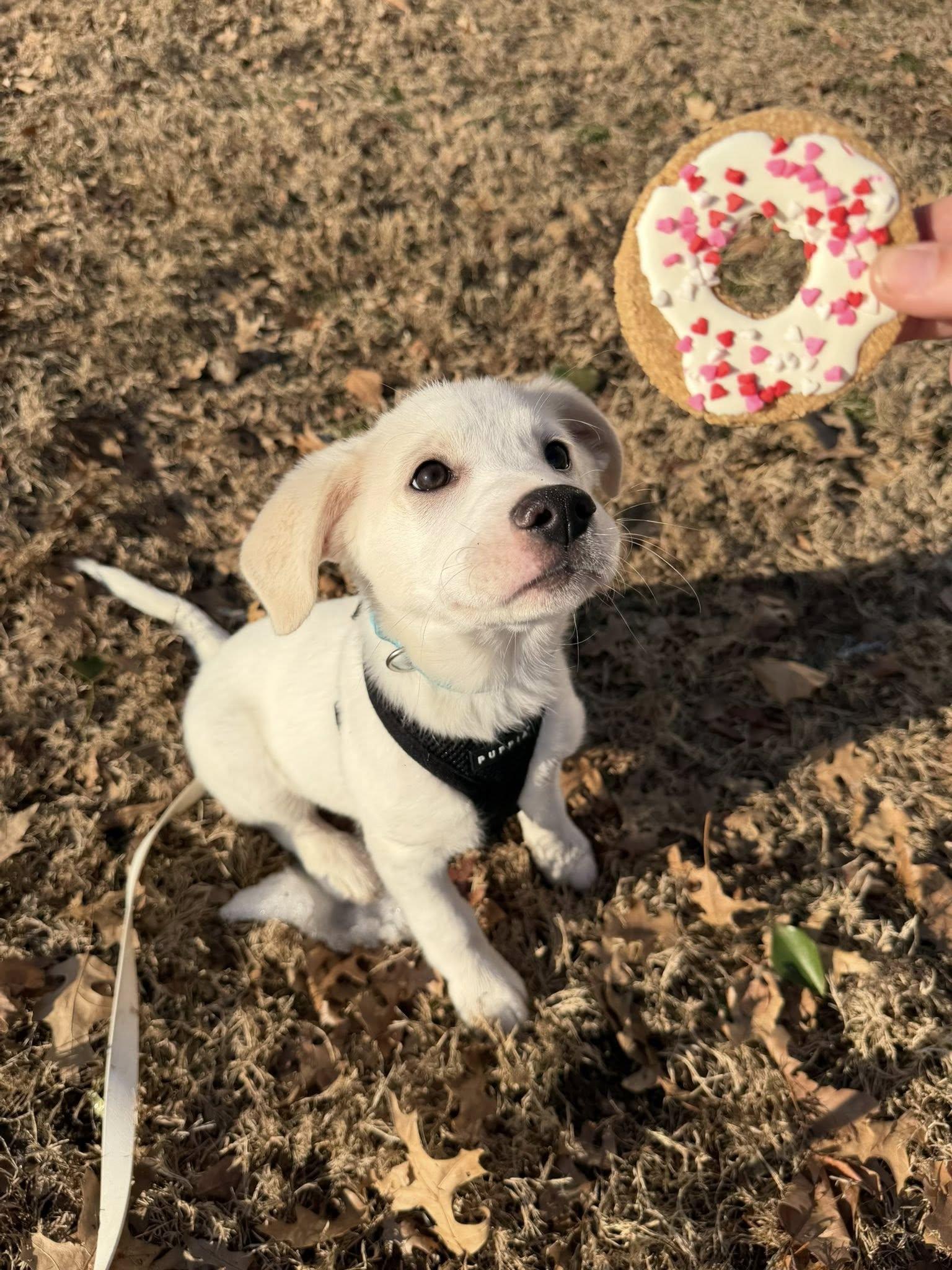 Enlarge Casey , a ADOPTABLE mixed breed in Medford, NJ image 4/6