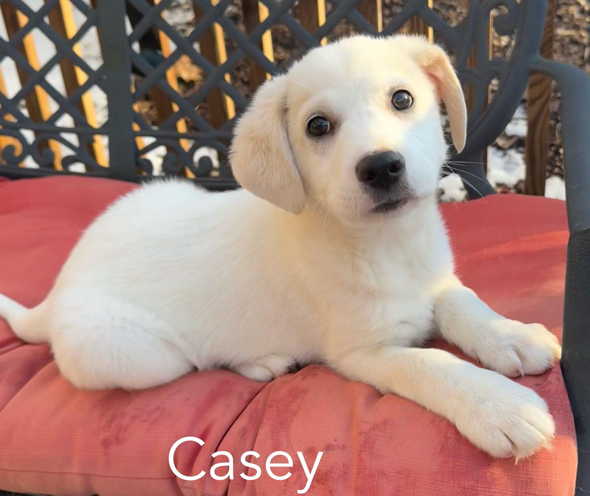 Enlarge Casey , a ADOPTABLE mixed breed in Medford, NJ image 3/6