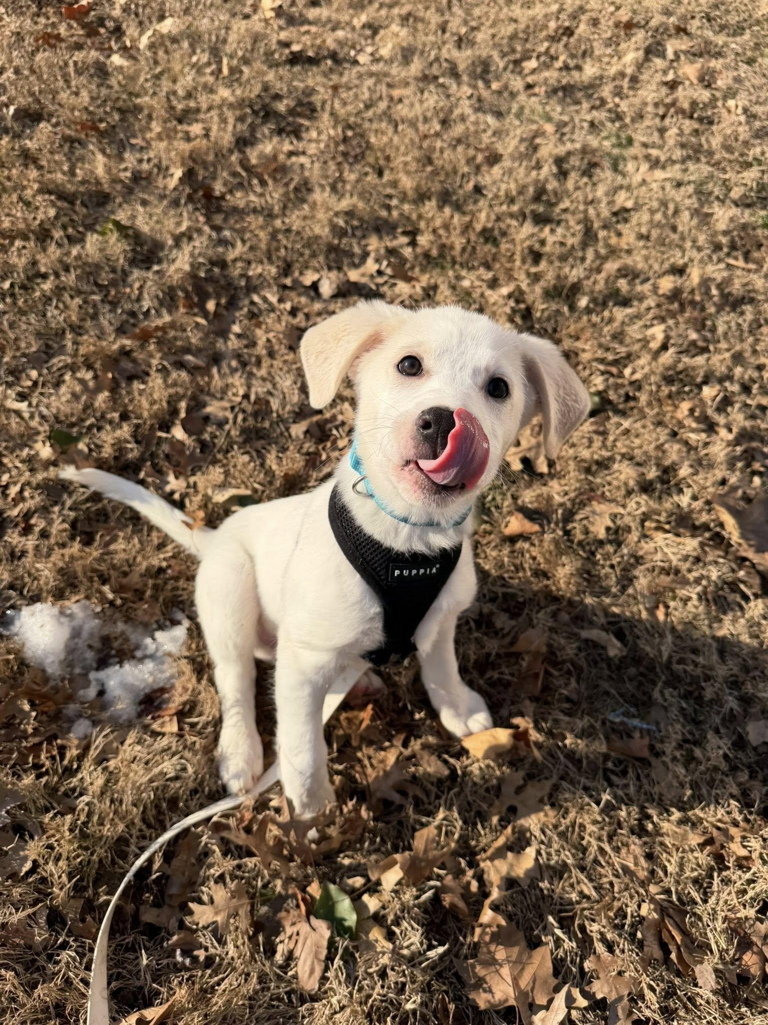 Enlarge Casey , a ADOPTABLE mixed breed in Medford, NJ image 2/6