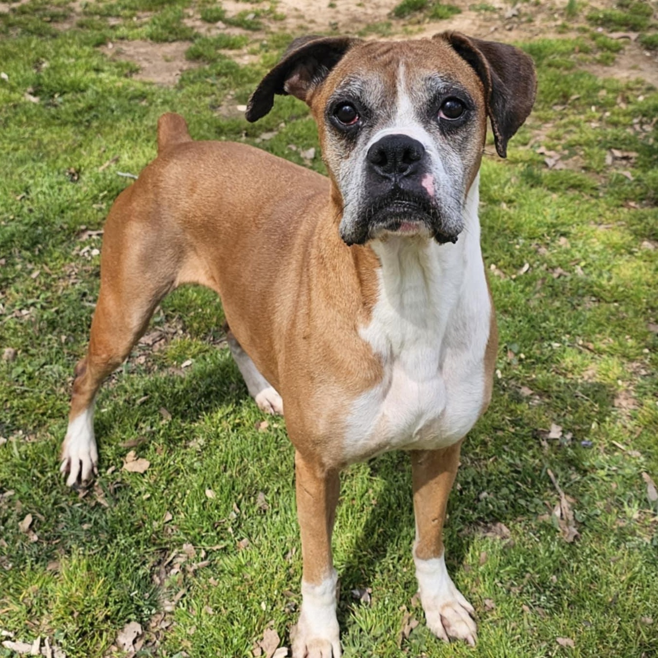 Molly, a Adoptable Boxer in Athens, AL image 5/6