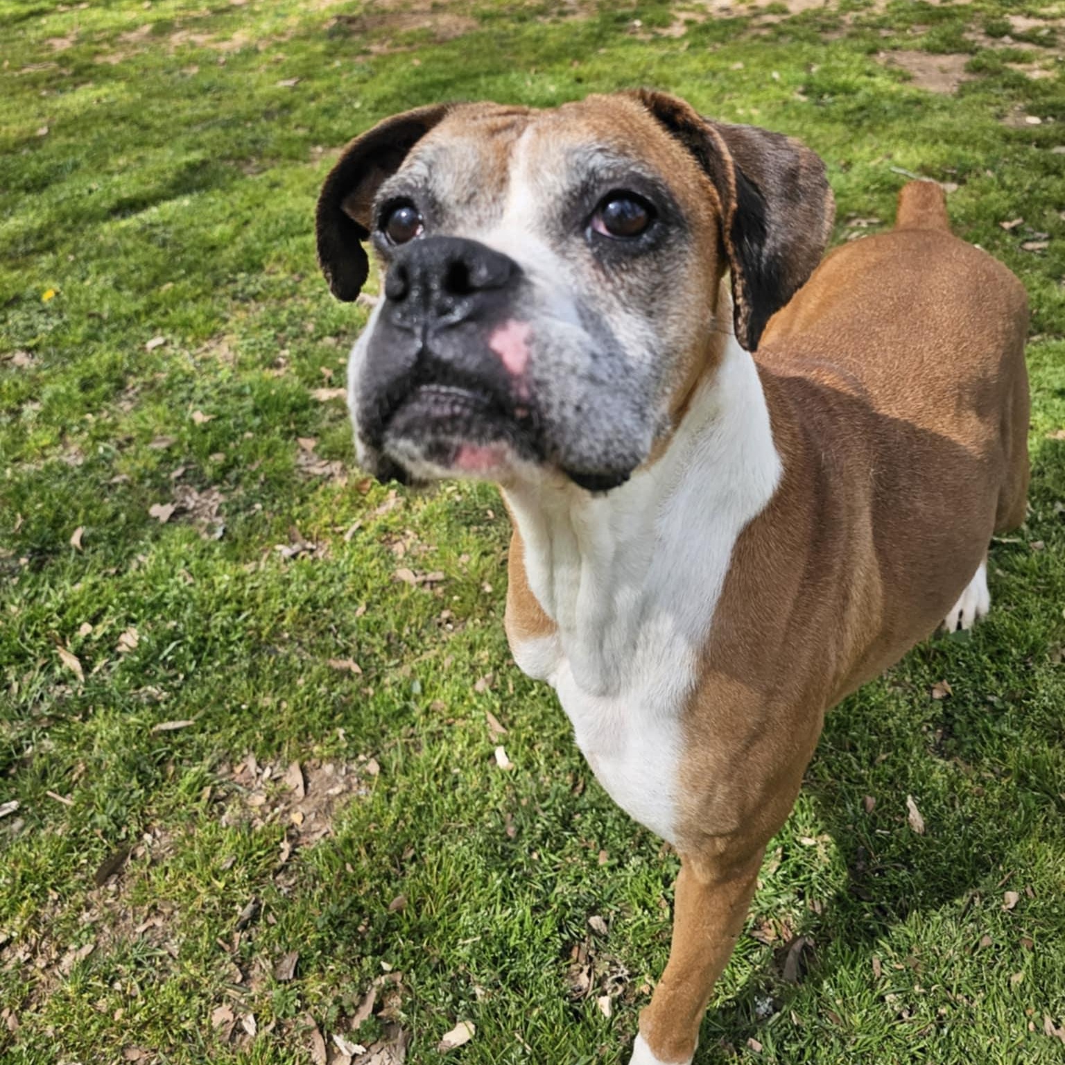 Molly, a Adoptable Boxer in Athens, AL image 1/6