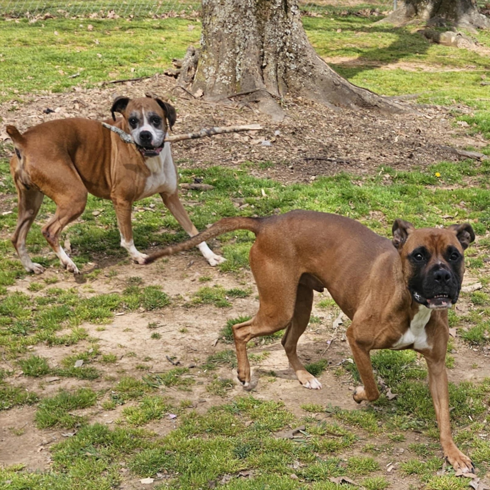 Molly, a Adoptable Boxer in Athens, AL image 6/6