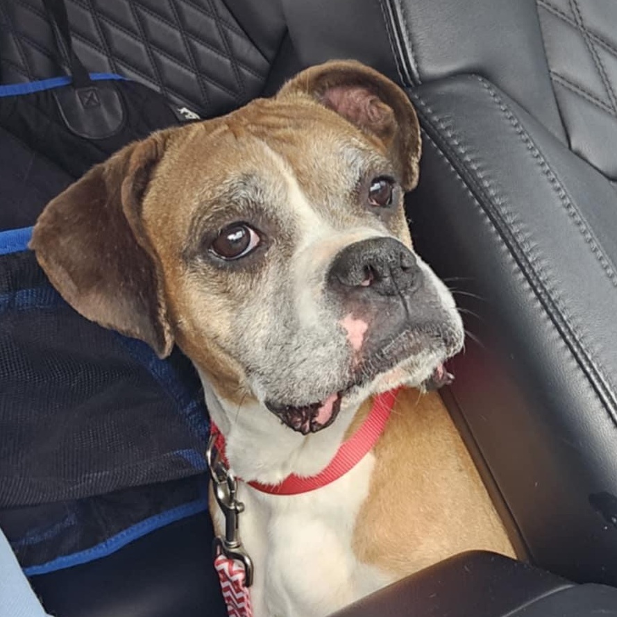 Molly, a Adoptable Boxer in Athens, AL image 2/6