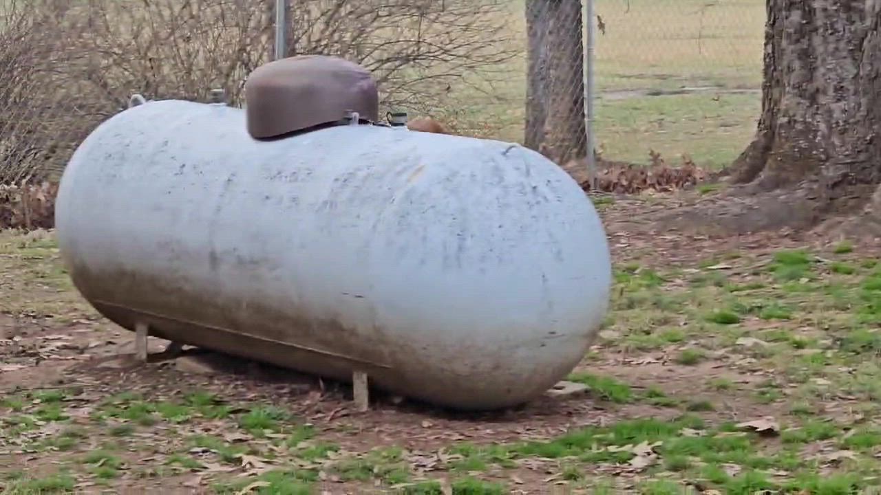 Enlarge Molly, a Adoptable Boxer in Athens, AL video 3/6