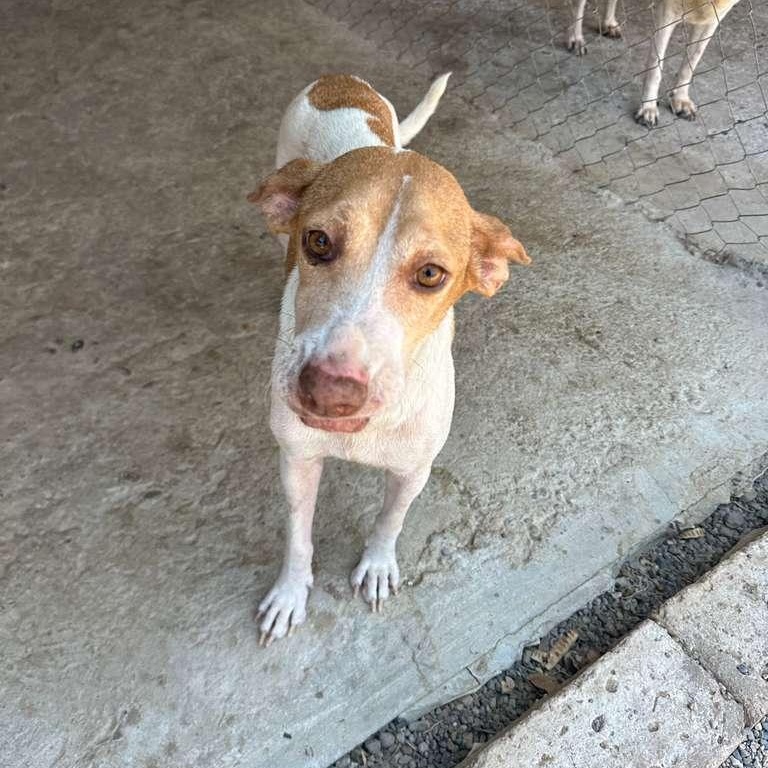 Ramona, Adoptable, Senior Female Pointer & Beagle.