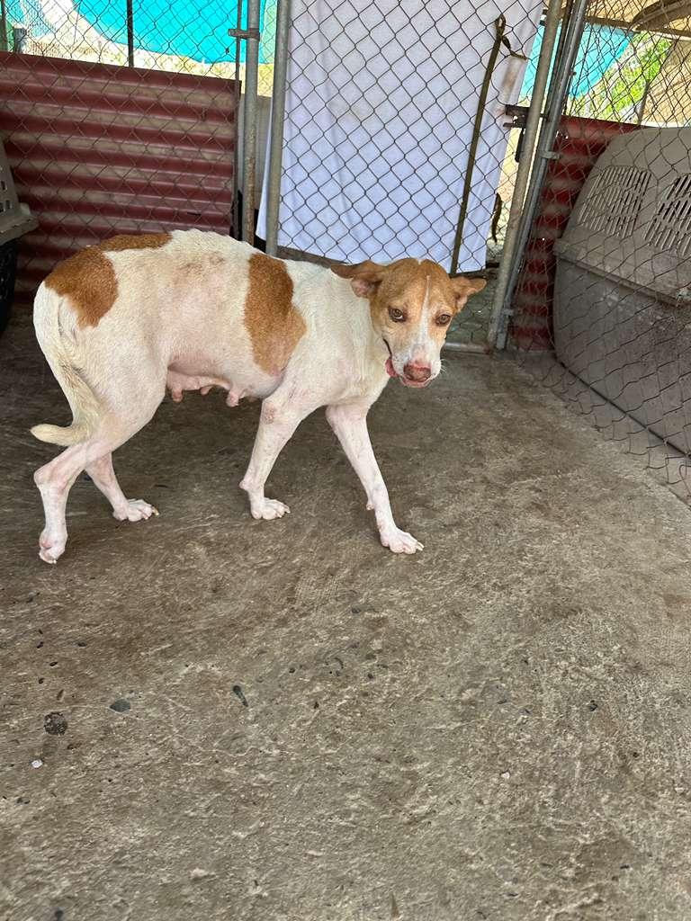 Enlarge Ramona, a Adoptable mixed breed in Los Angeles, CA image 6/6