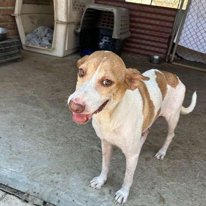 Enlarge Ramona, a Adoptable mixed breed in Los Angeles, CA image 3/6
