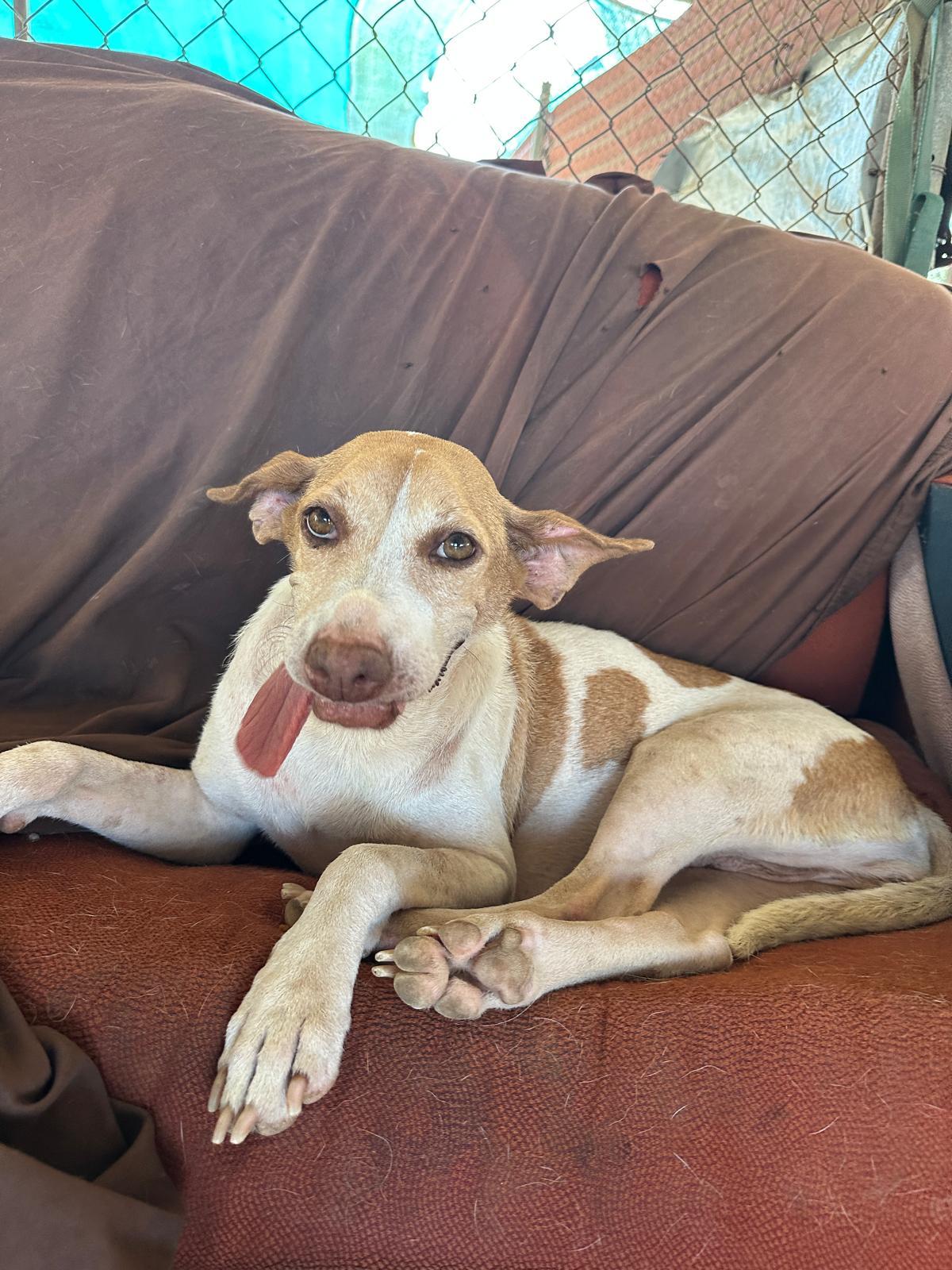 Enlarge Ramona, a Adoptable mixed breed in Los Angeles, CA image 4/6