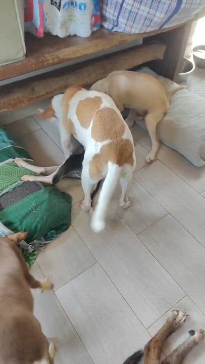Enlarge Ramona, a Adoptable mixed breed in Los Angeles, CA video 5/6