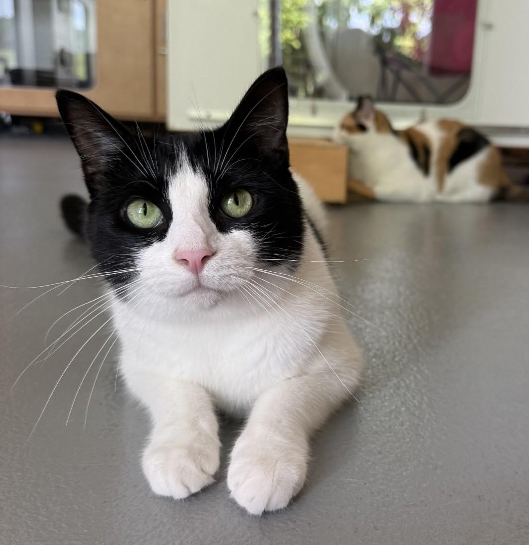 River, ADOPTABLE, Adult Female Domestic Short Hair.