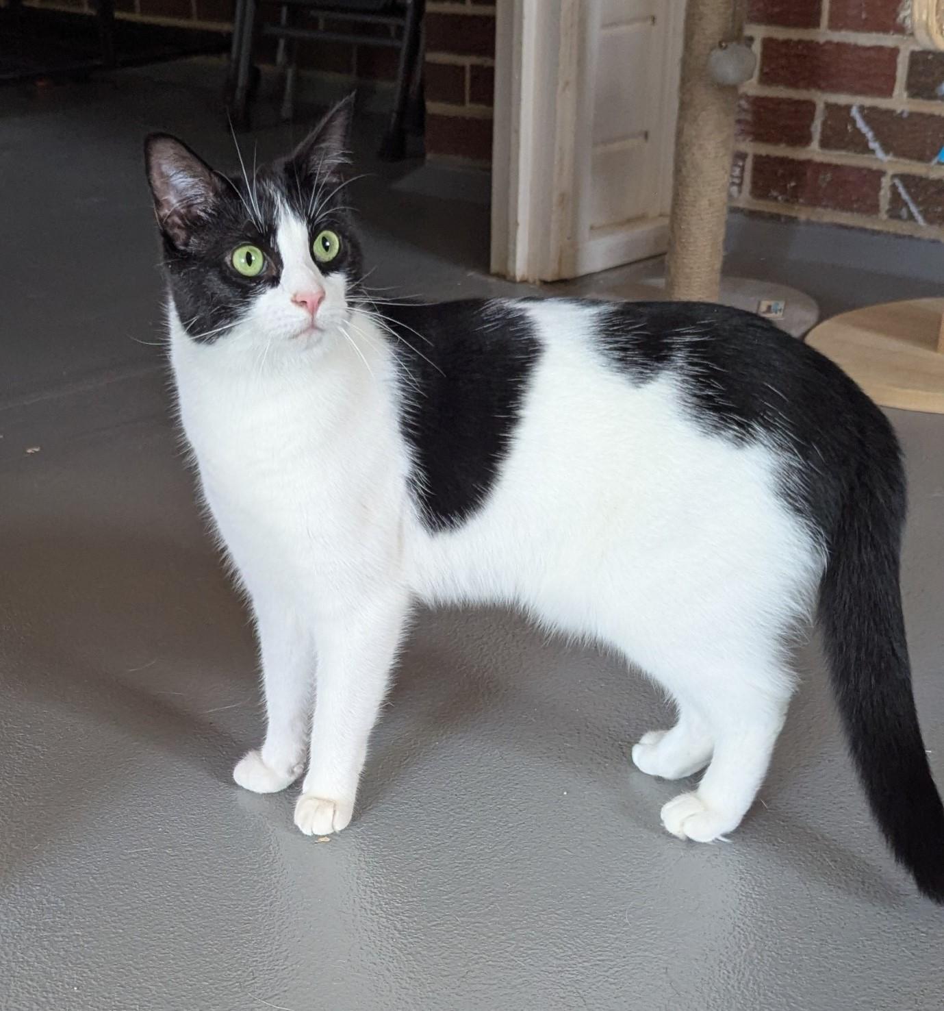Enlarge River, a ADOPTABLE Domestic Short Hair in Floyd, VA image 2/6