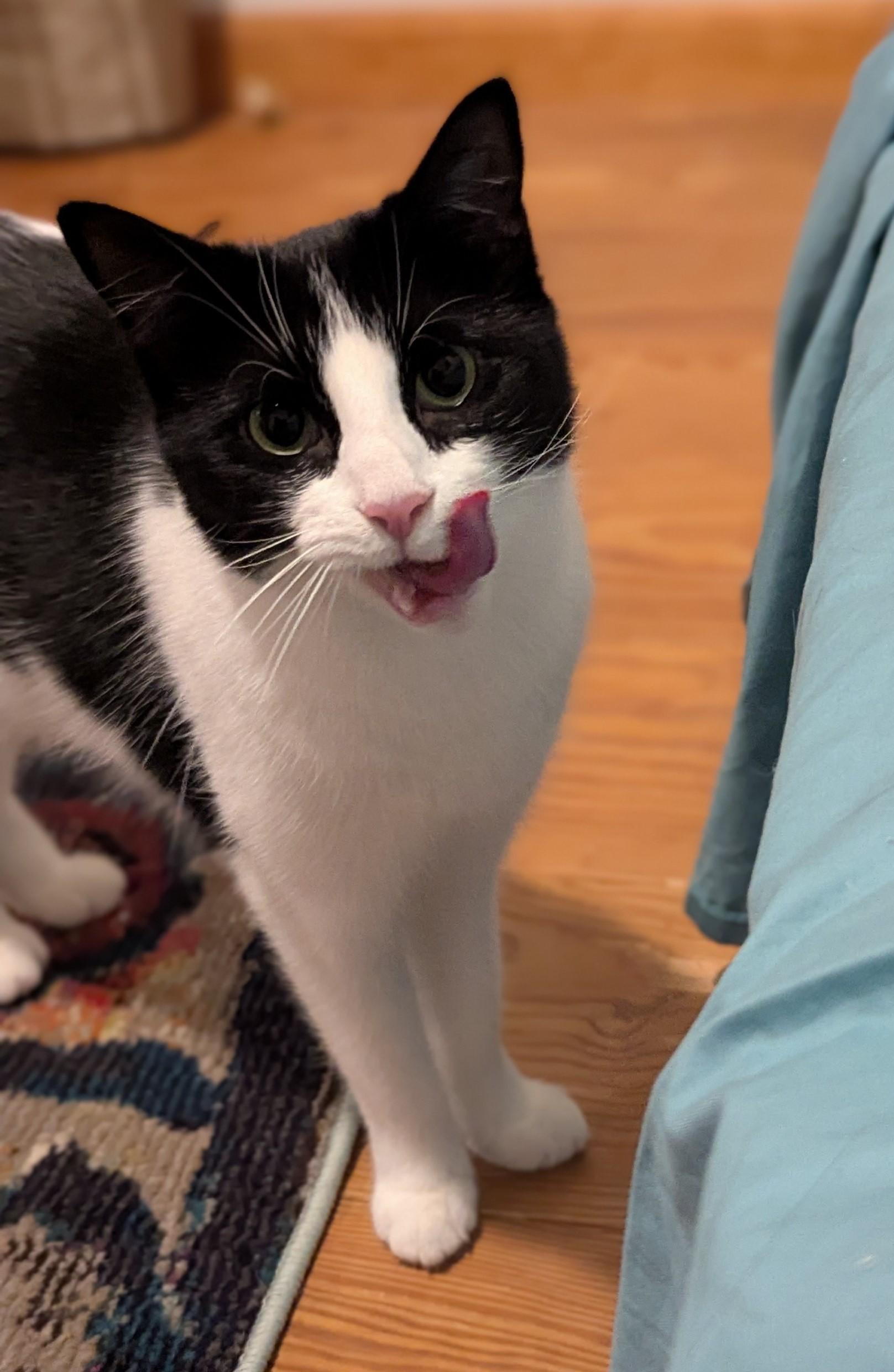 Enlarge River, a ADOPTABLE Domestic Short Hair in Floyd, VA image 4/6