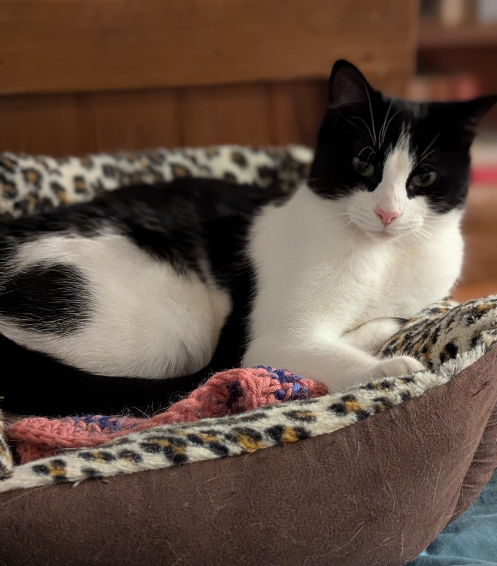 Enlarge River, a ADOPTABLE Domestic Short Hair in Floyd, VA image 5/6