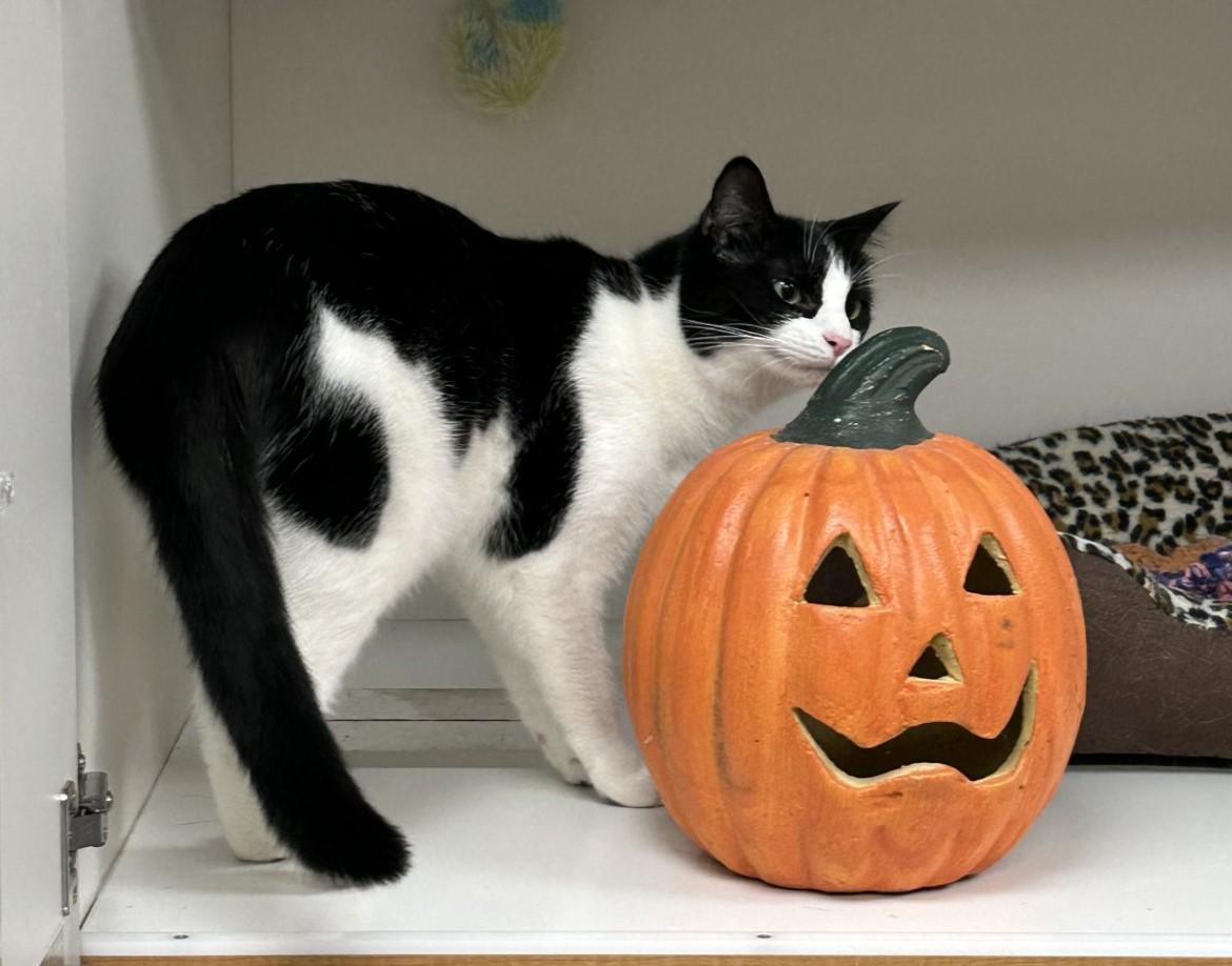 Enlarge River, a ADOPTABLE Domestic Short Hair in Floyd, VA image 6/6