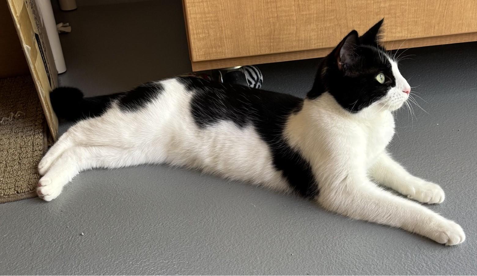 Enlarge River, a ADOPTABLE Domestic Short Hair in Floyd, VA image 3/6