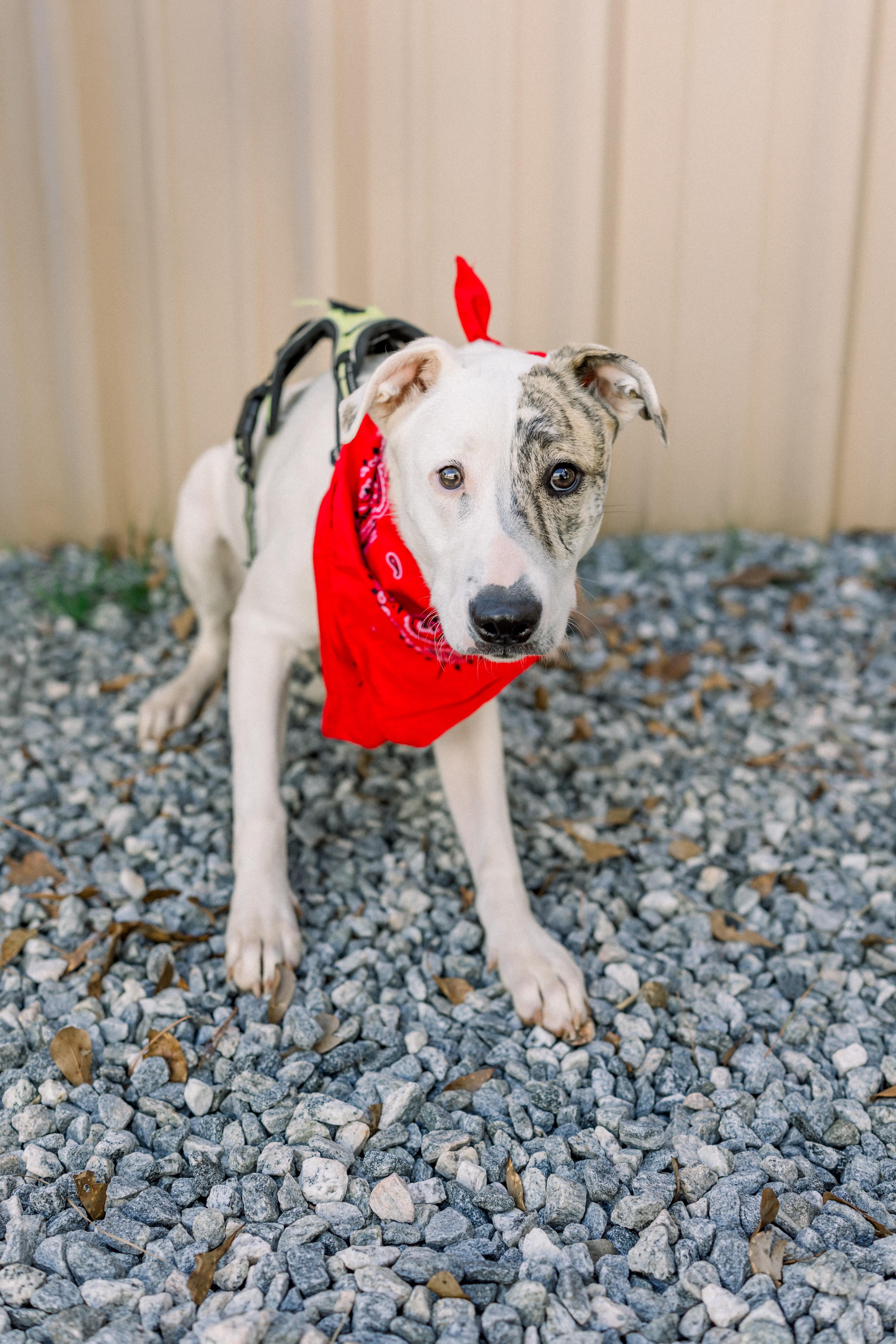 Enlarge MILO, an adoptable Mixed Breed in Newborn, GA image 3/6