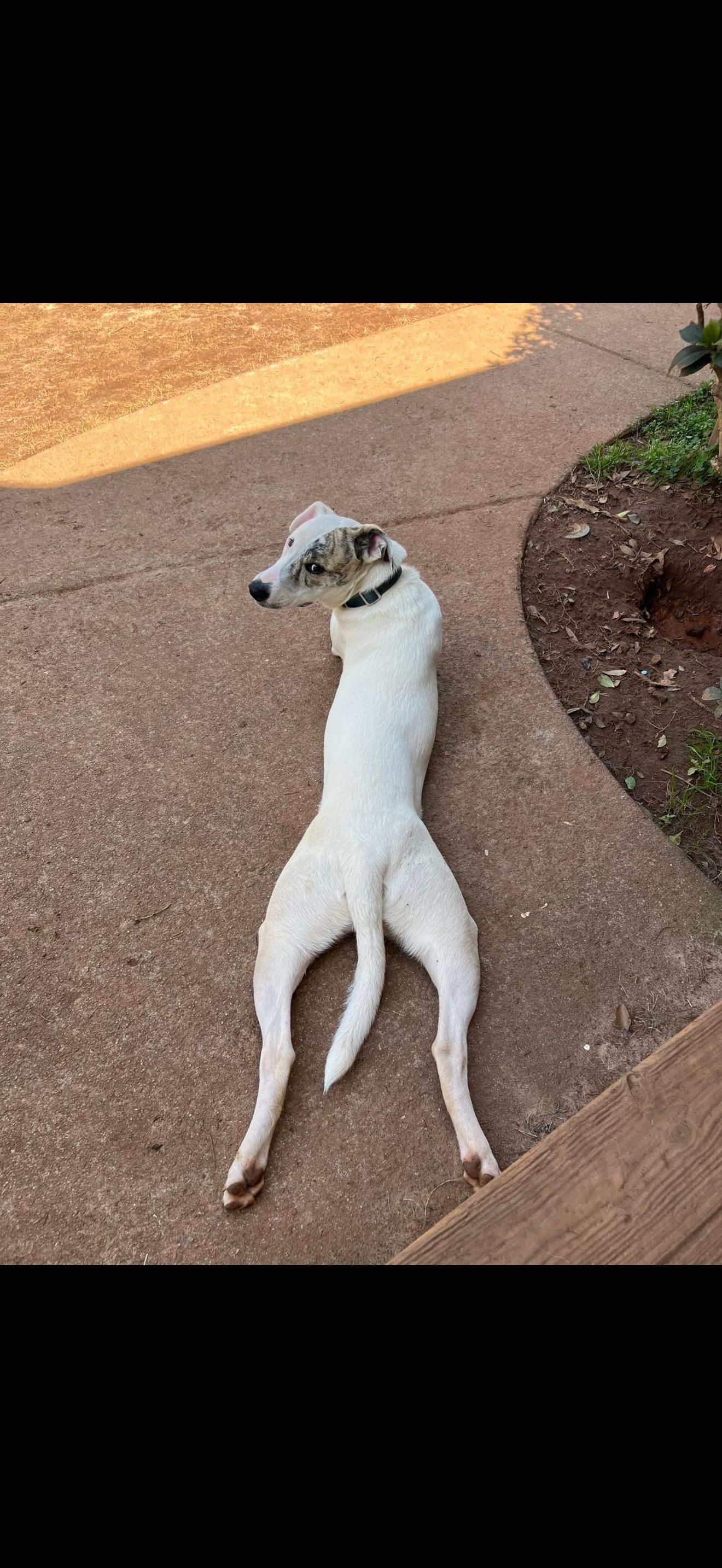 Enlarge MILO, an adoptable Mixed Breed in Newborn, GA image 4/6