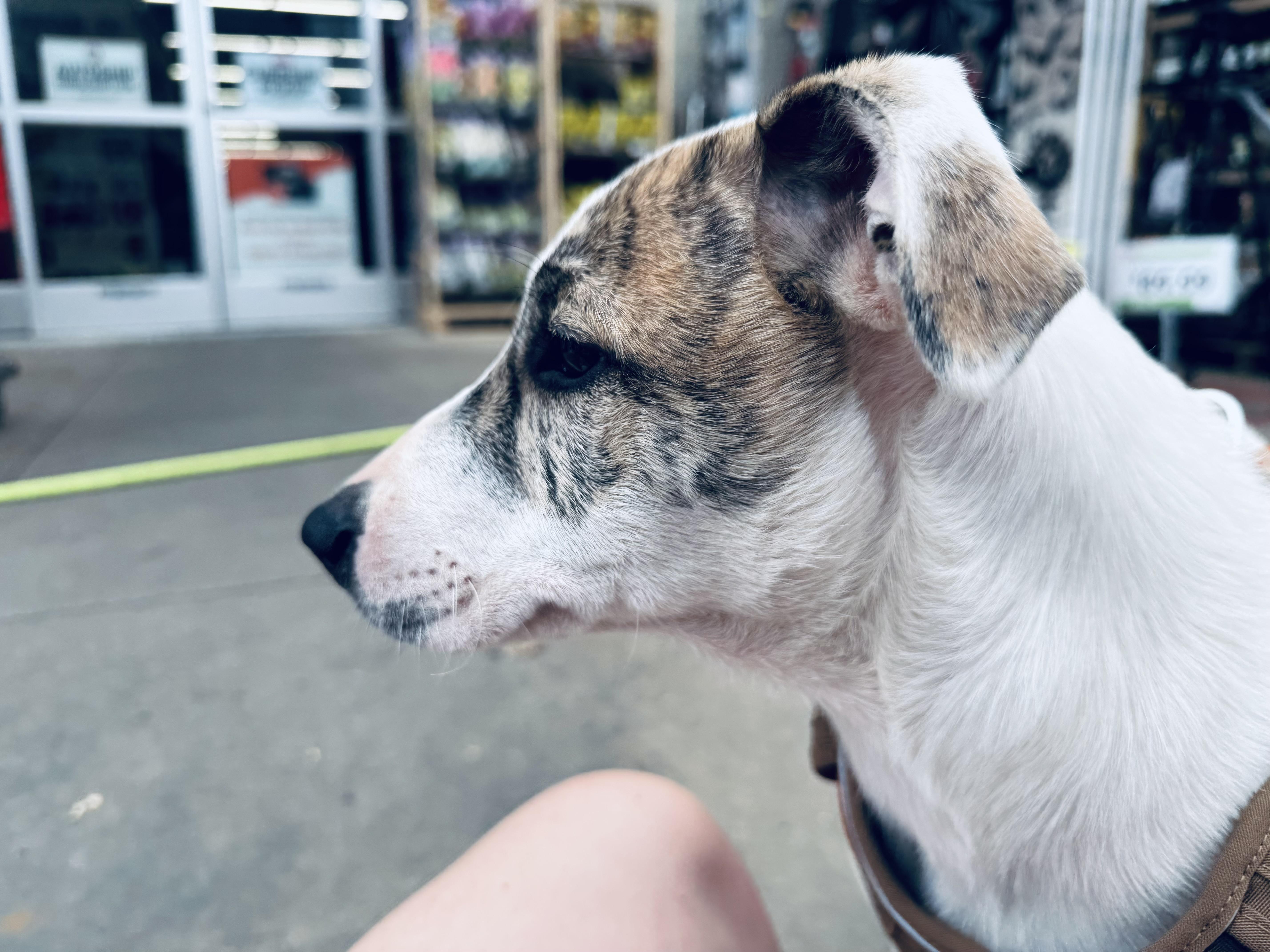 Enlarge MILO, a Adoptable Mixed Breed in Newborn, GA image 4/6