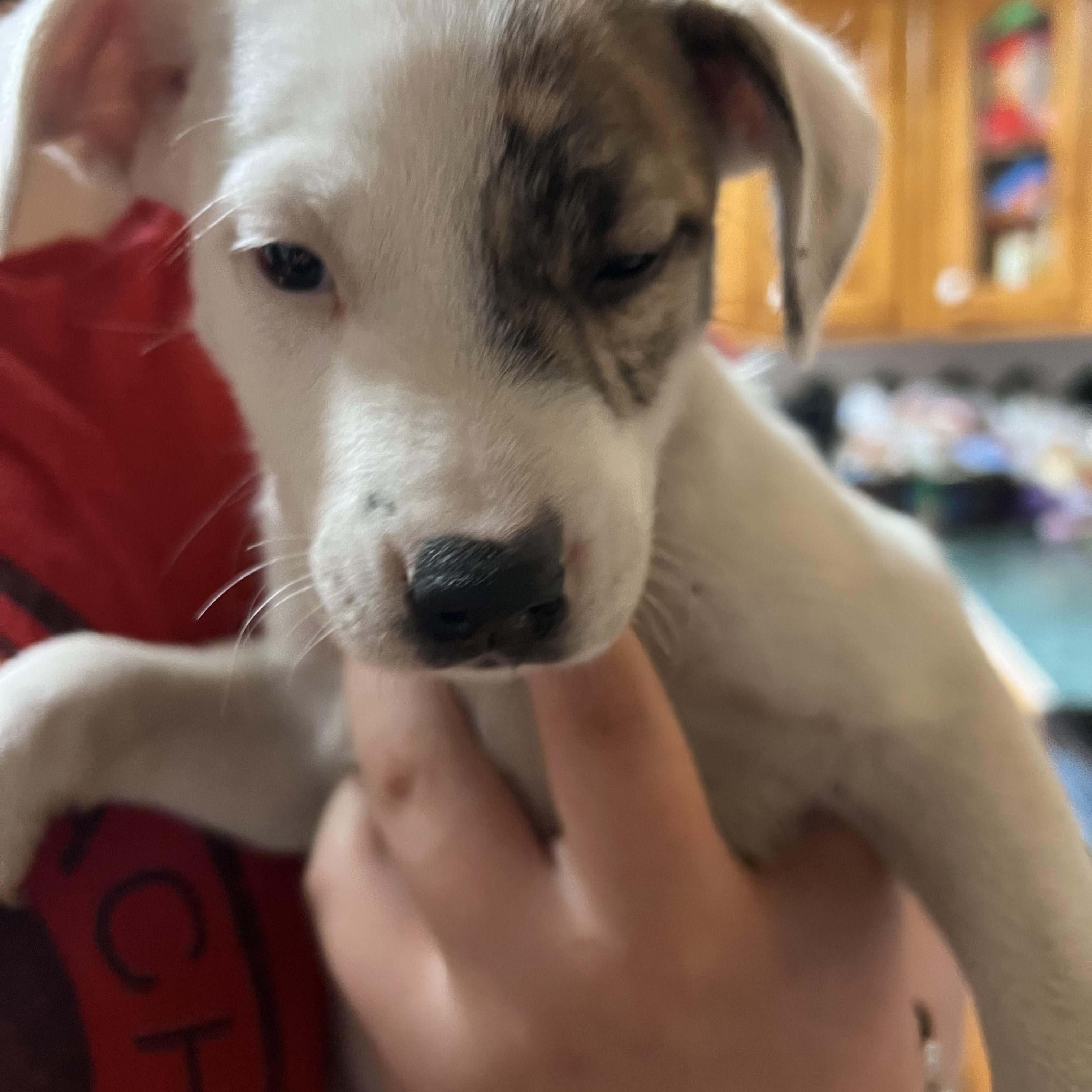 MILO