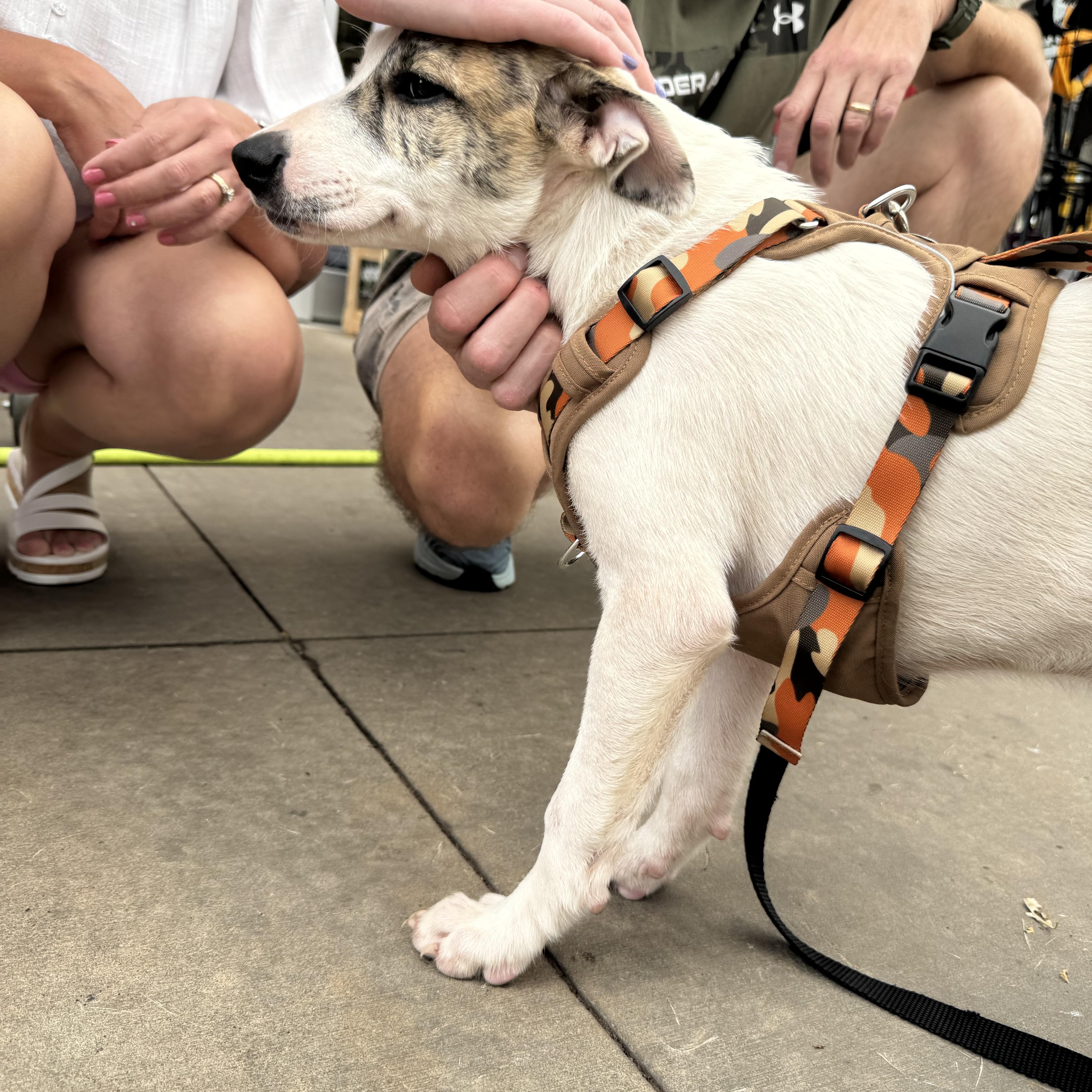 Enlarge MILO, a Adoptable Mixed Breed in Newborn, GA image 3/6