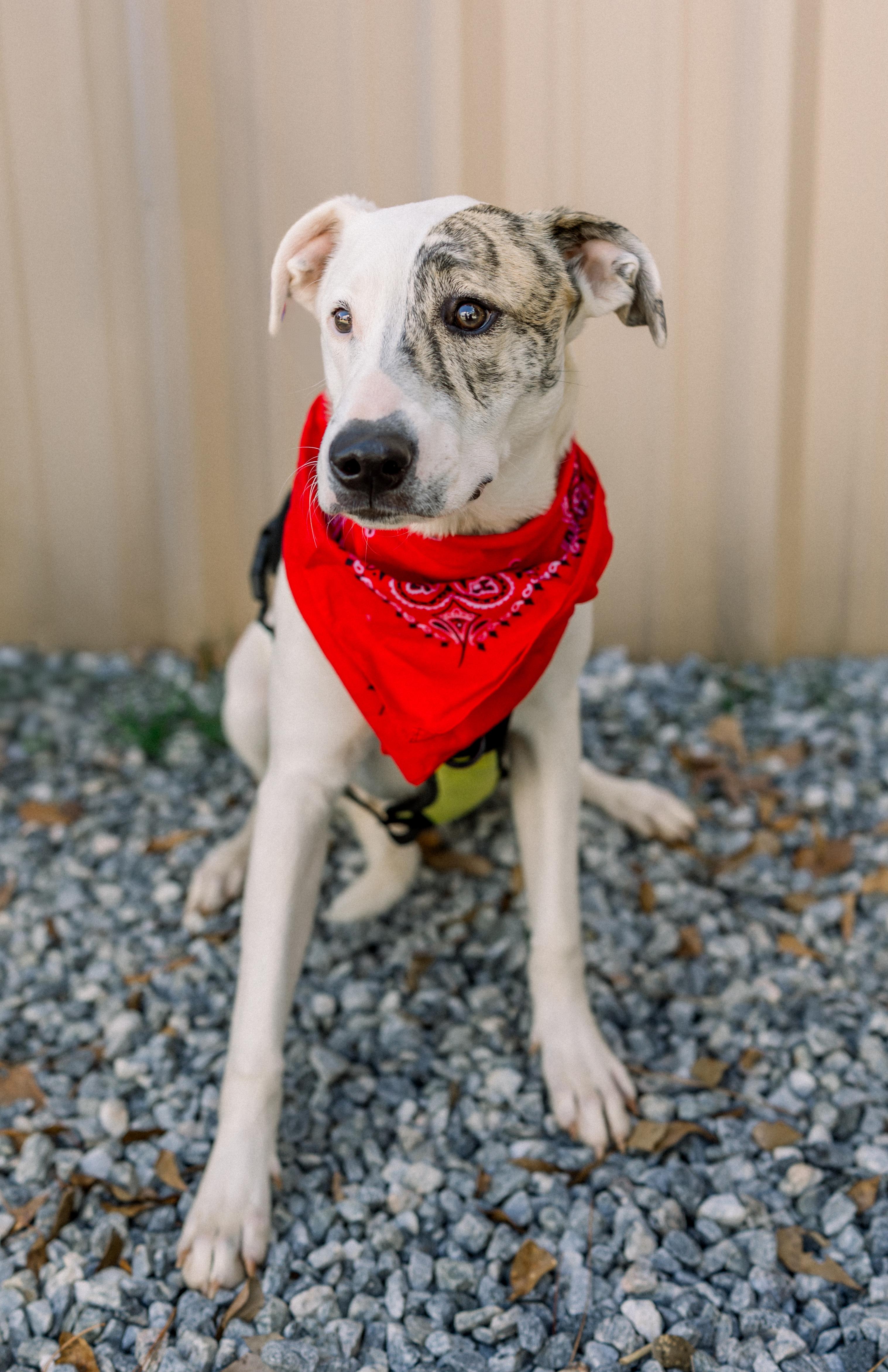 Enlarge MILO, an adoptable Mixed Breed in Newborn, GA image 2/6