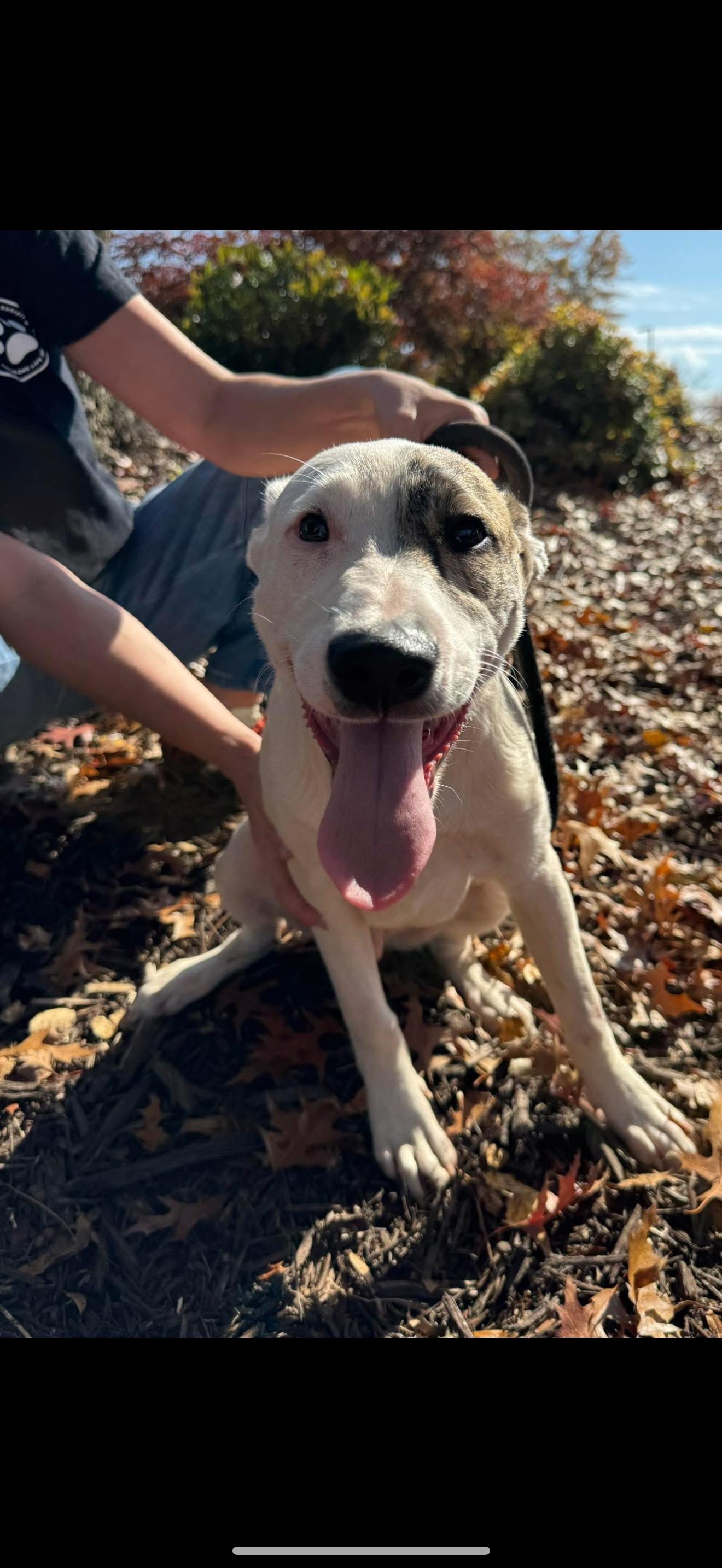 Enlarge MILO, a Adoptable Mixed Breed in Newborn, GA image 2/6