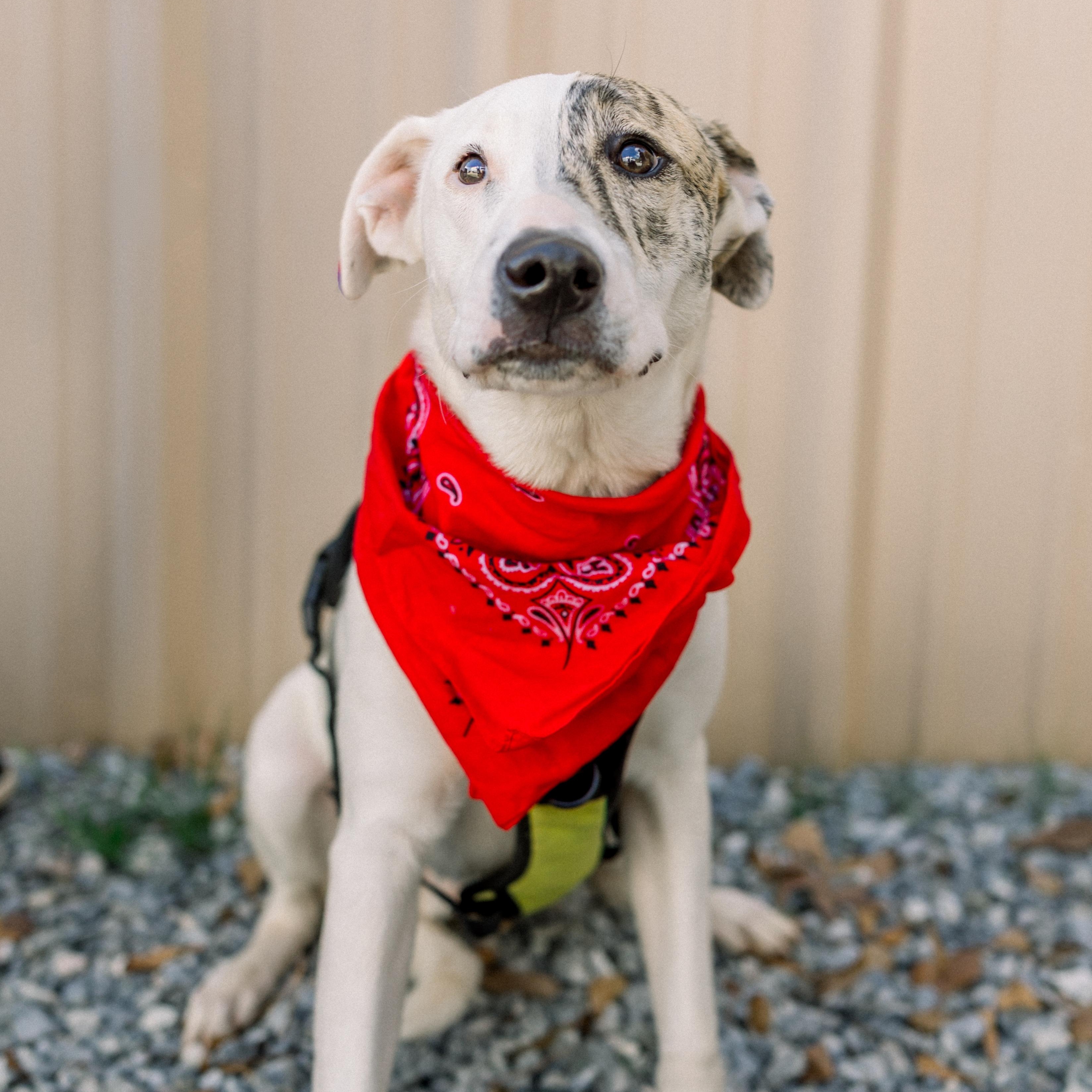 MILO, adoptable, Puppy Male Mixed Breed.