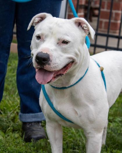 Enlarge Kobe, a Adoptable mixed breed in Fallston, MD image 1/3