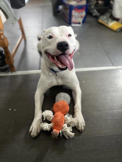 Enlarge Kobe, a Adoptable mixed breed in Fallston, MD image 2/3