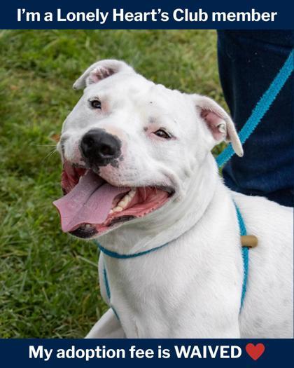 Enlarge Kobe, a Adoptable mixed breed in Fallston, MD image 3/3