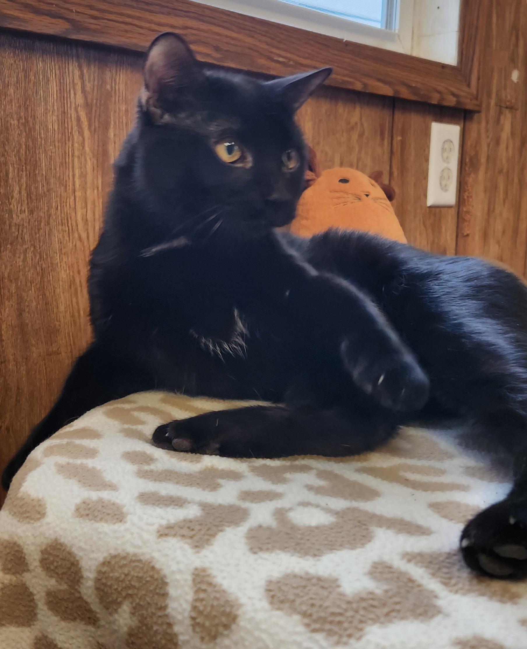 Enlarge Papio, a ADOPTABLE Domestic Short Hair in Linden, NJ image 5/5