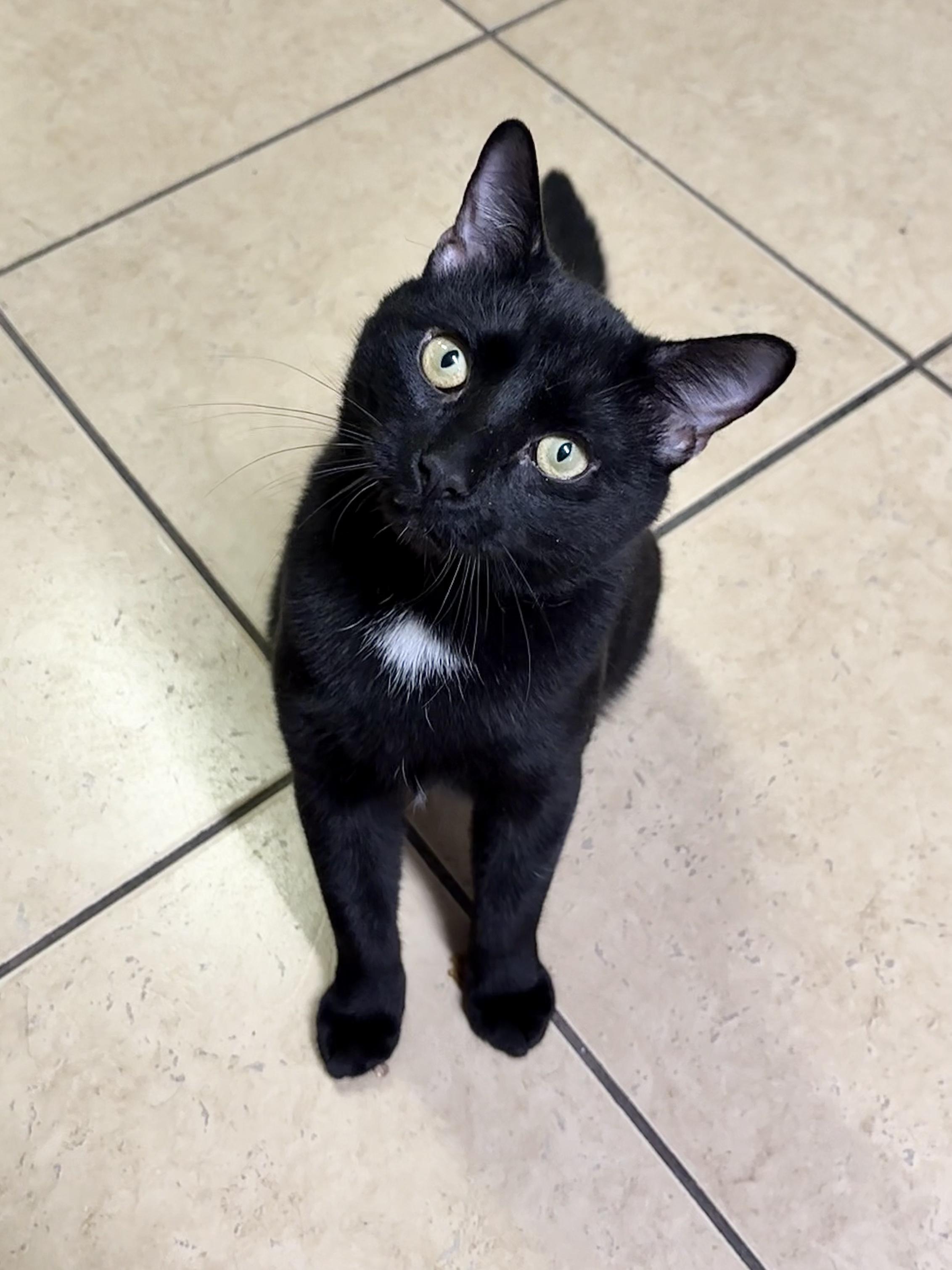 Enlarge Papio, a ADOPTABLE Domestic Short Hair in Linden, NJ image 5/6