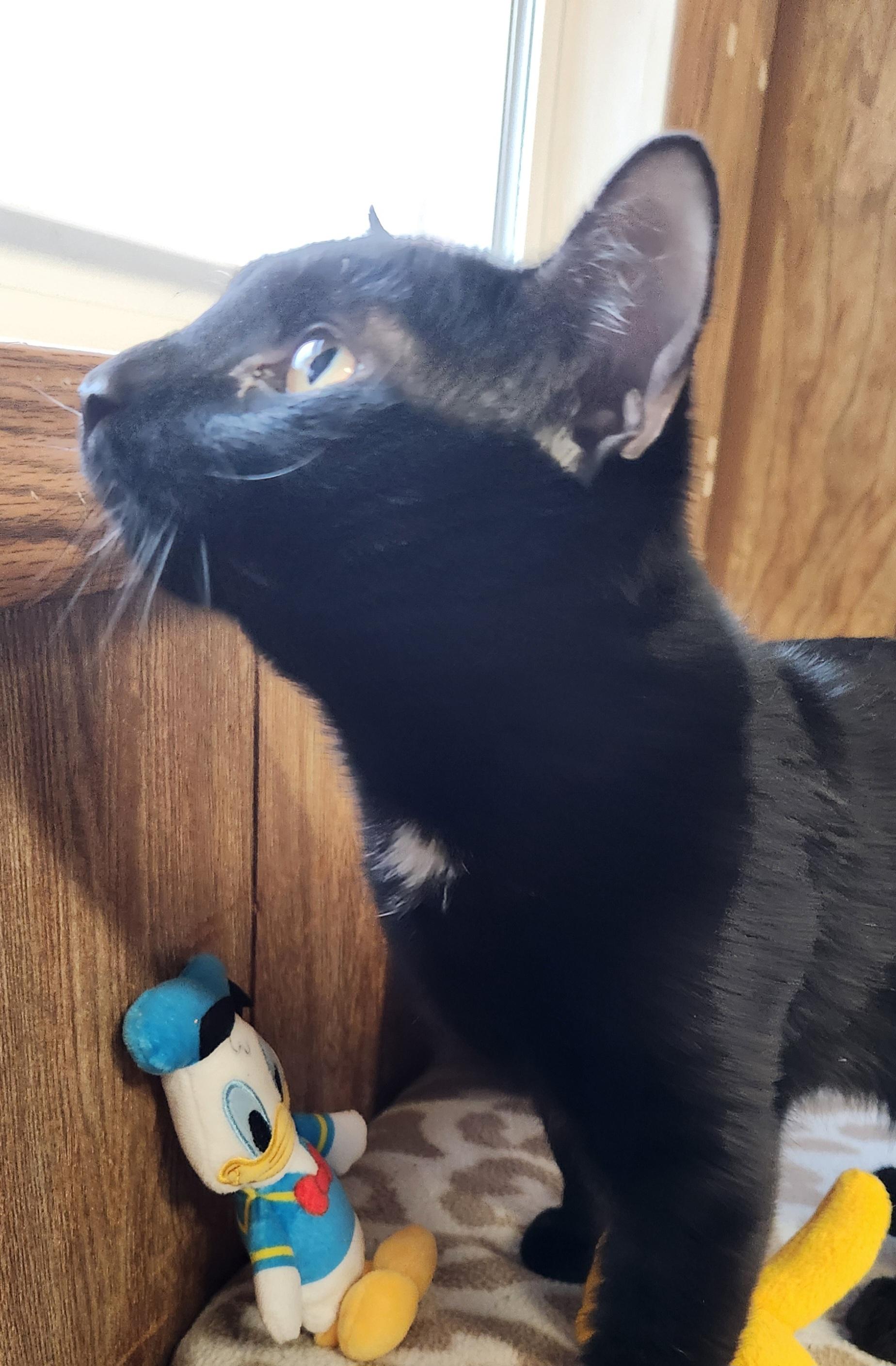 Enlarge Papio, a ADOPTABLE Domestic Short Hair in Linden, NJ image 3/6