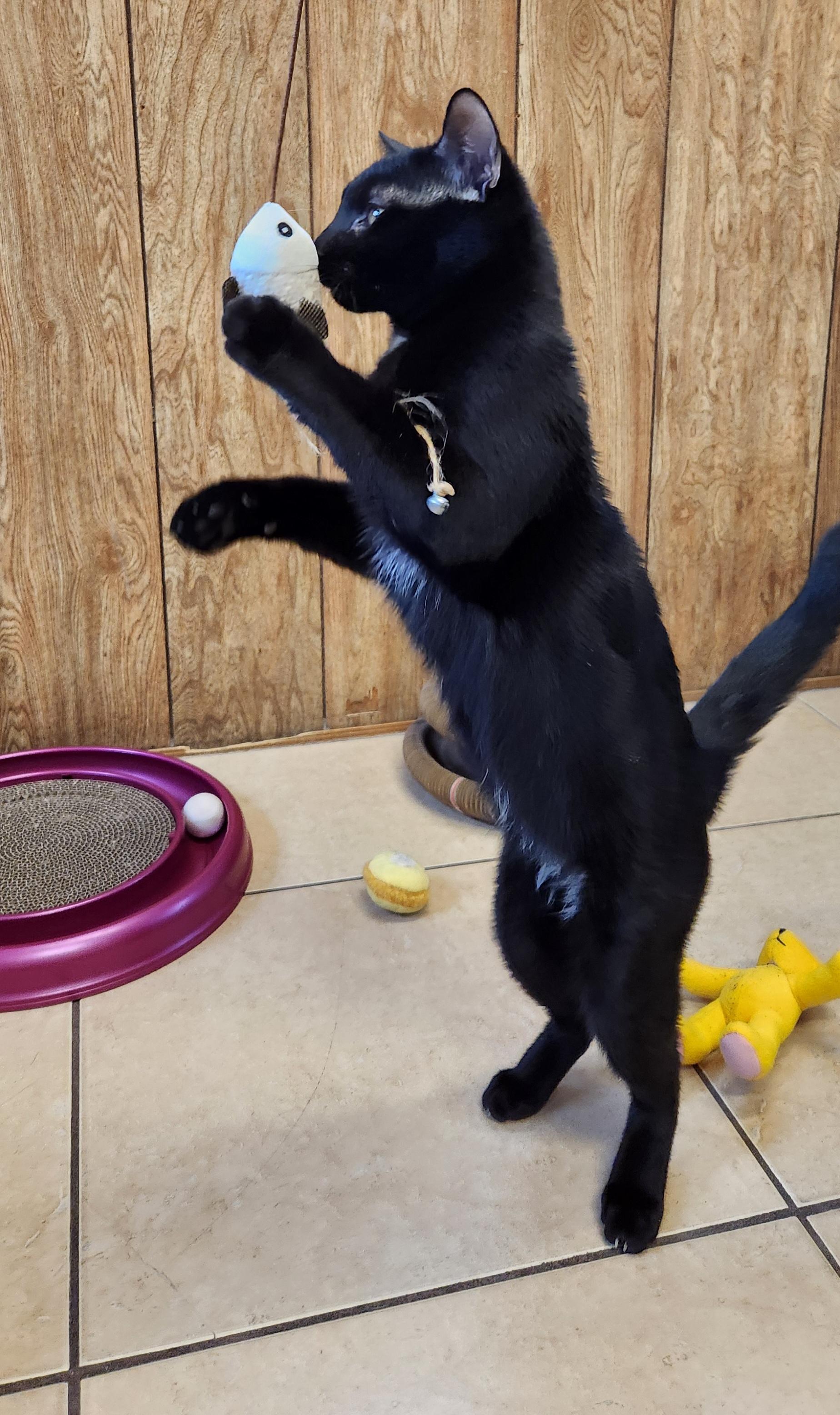 Enlarge Papio, a ADOPTABLE Domestic Short Hair in Linden, NJ image 3/5