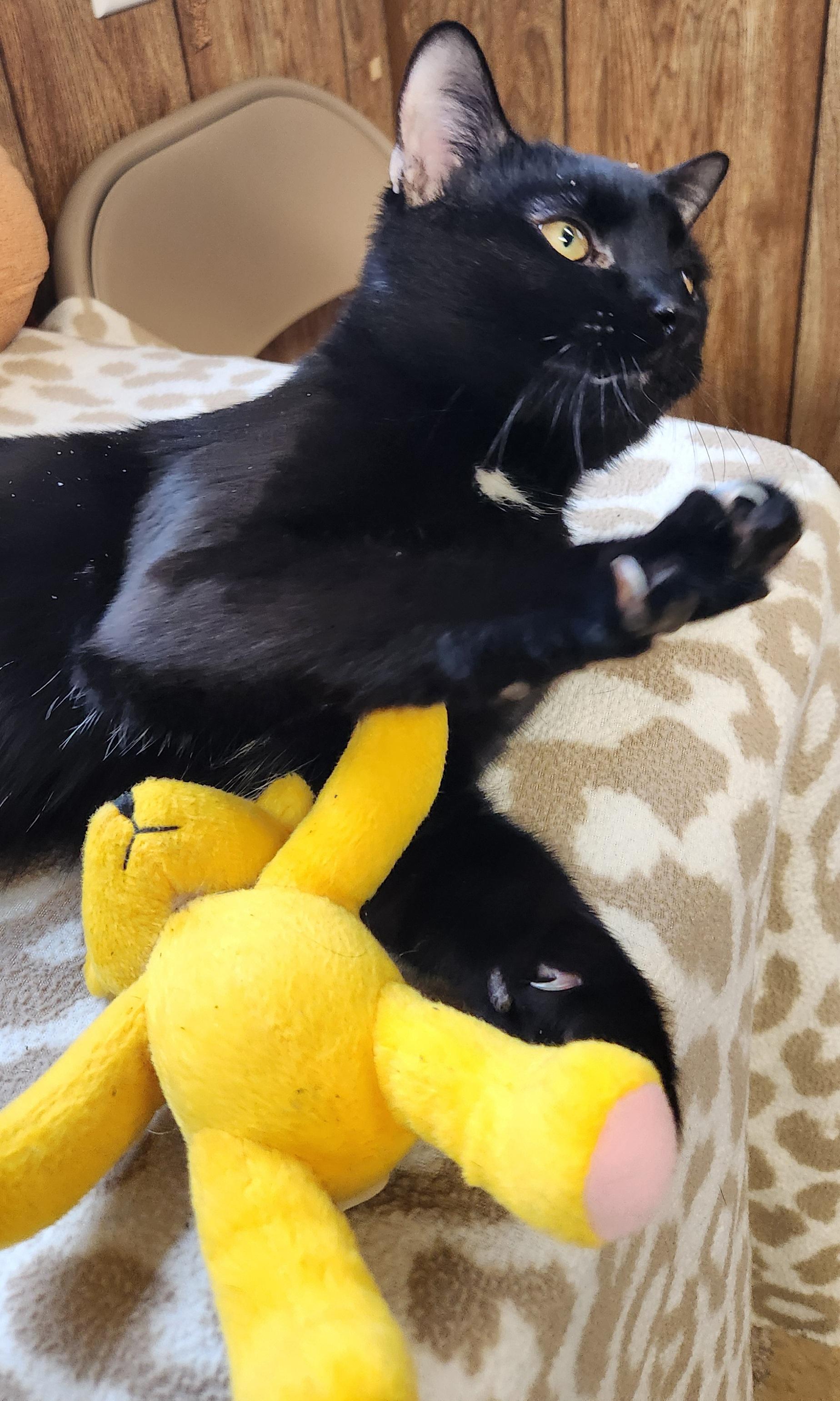 Enlarge Papio, a ADOPTABLE Domestic Short Hair in Linden, NJ image 4/5