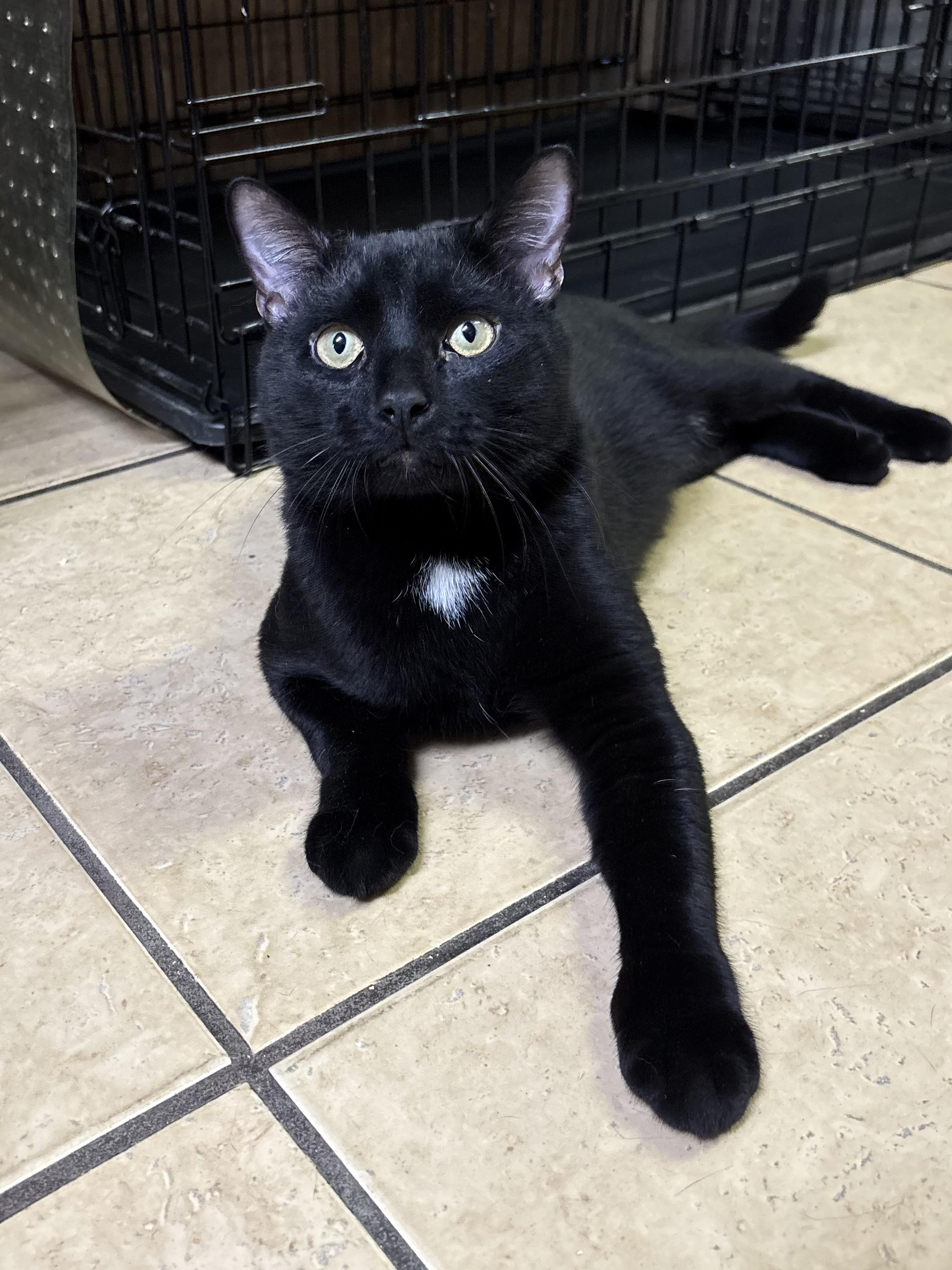 Enlarge Papio, a ADOPTABLE Domestic Short Hair in Linden, NJ image 6/6