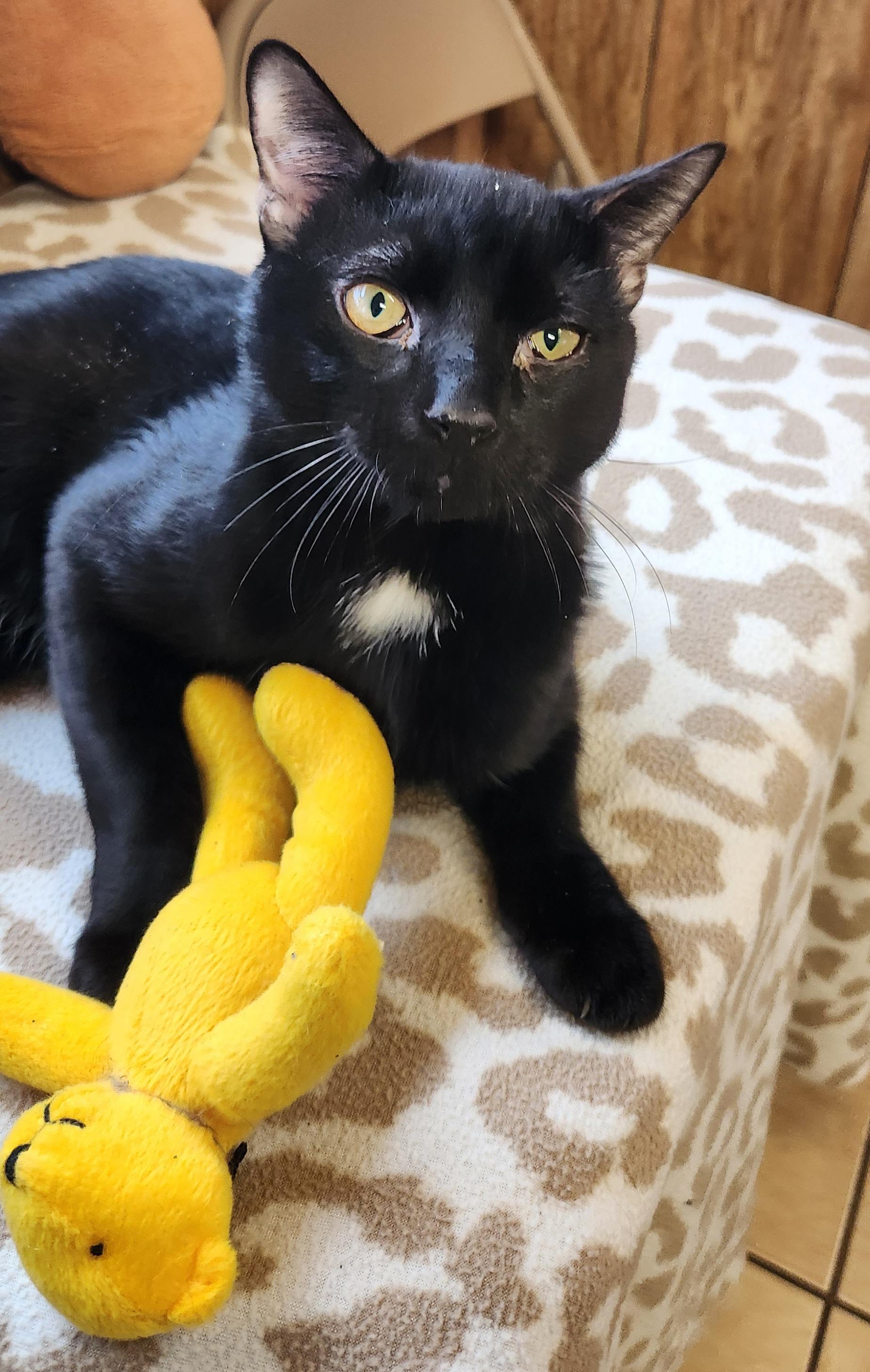 Enlarge Papio, a ADOPTABLE Domestic Short Hair in Linden, NJ image 1/5