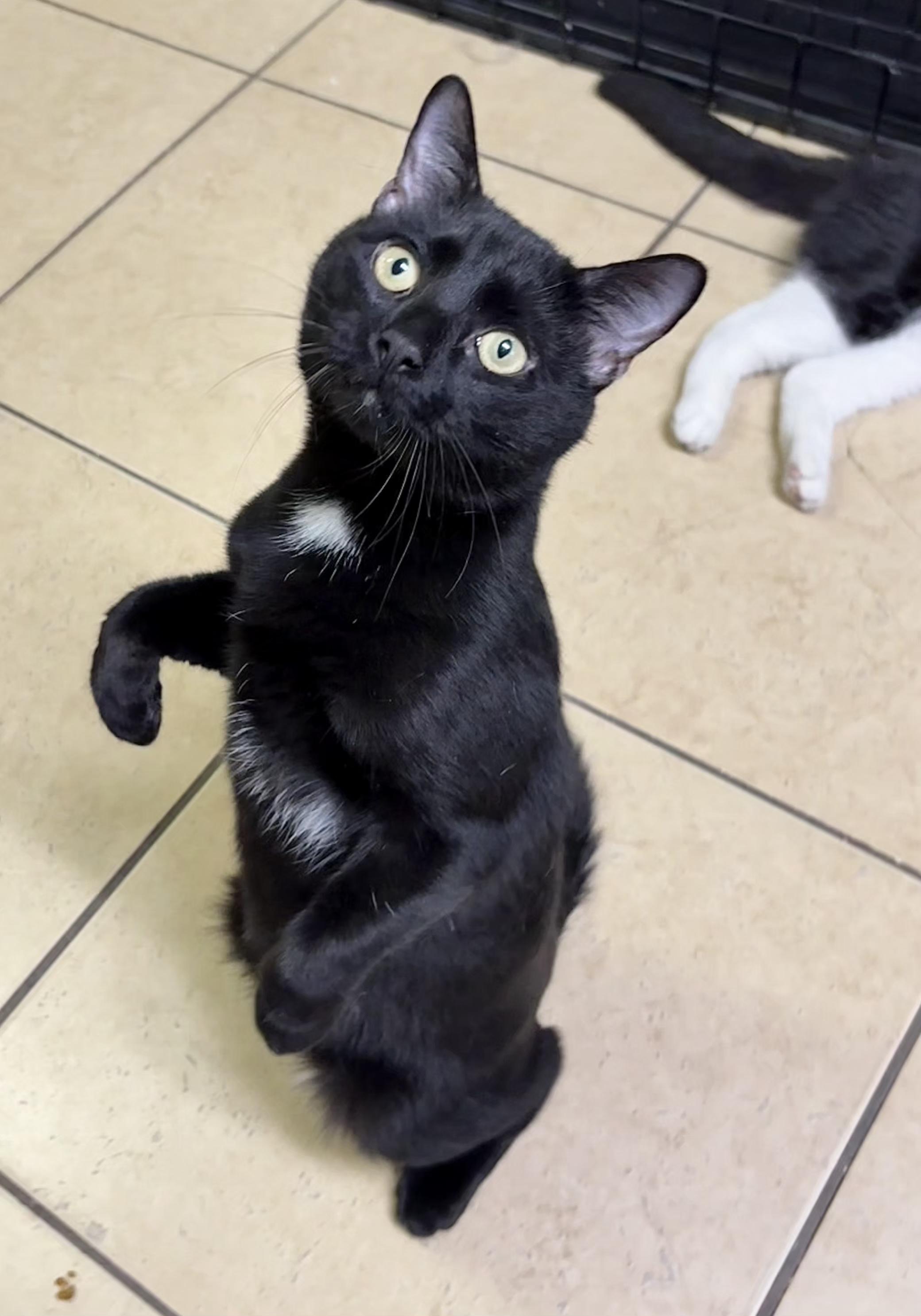 Papio, ADOPTABLE, Young Male Domestic Short Hair.