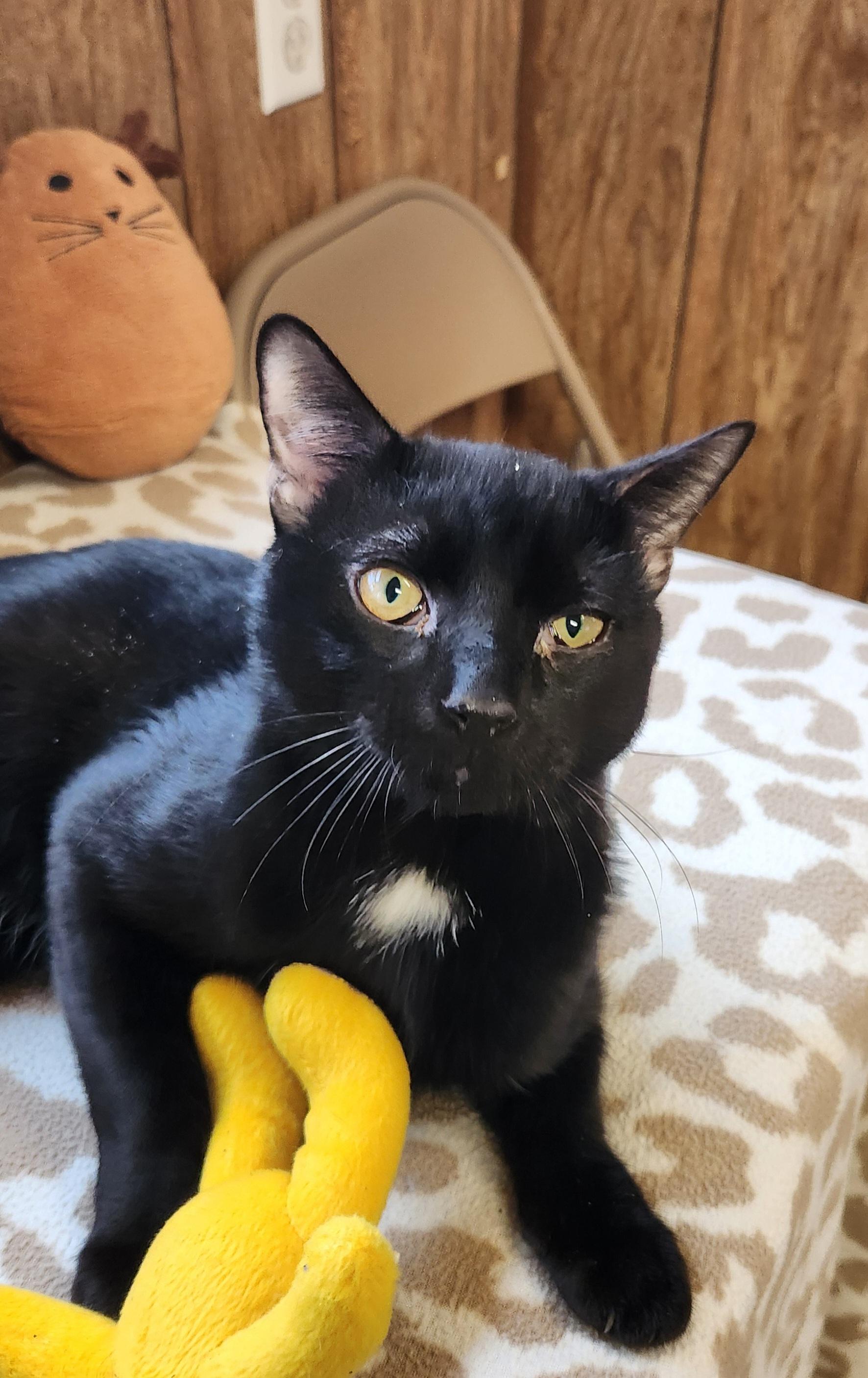 Papio, ADOPTABLE, Kitten Male Domestic Short Hair.