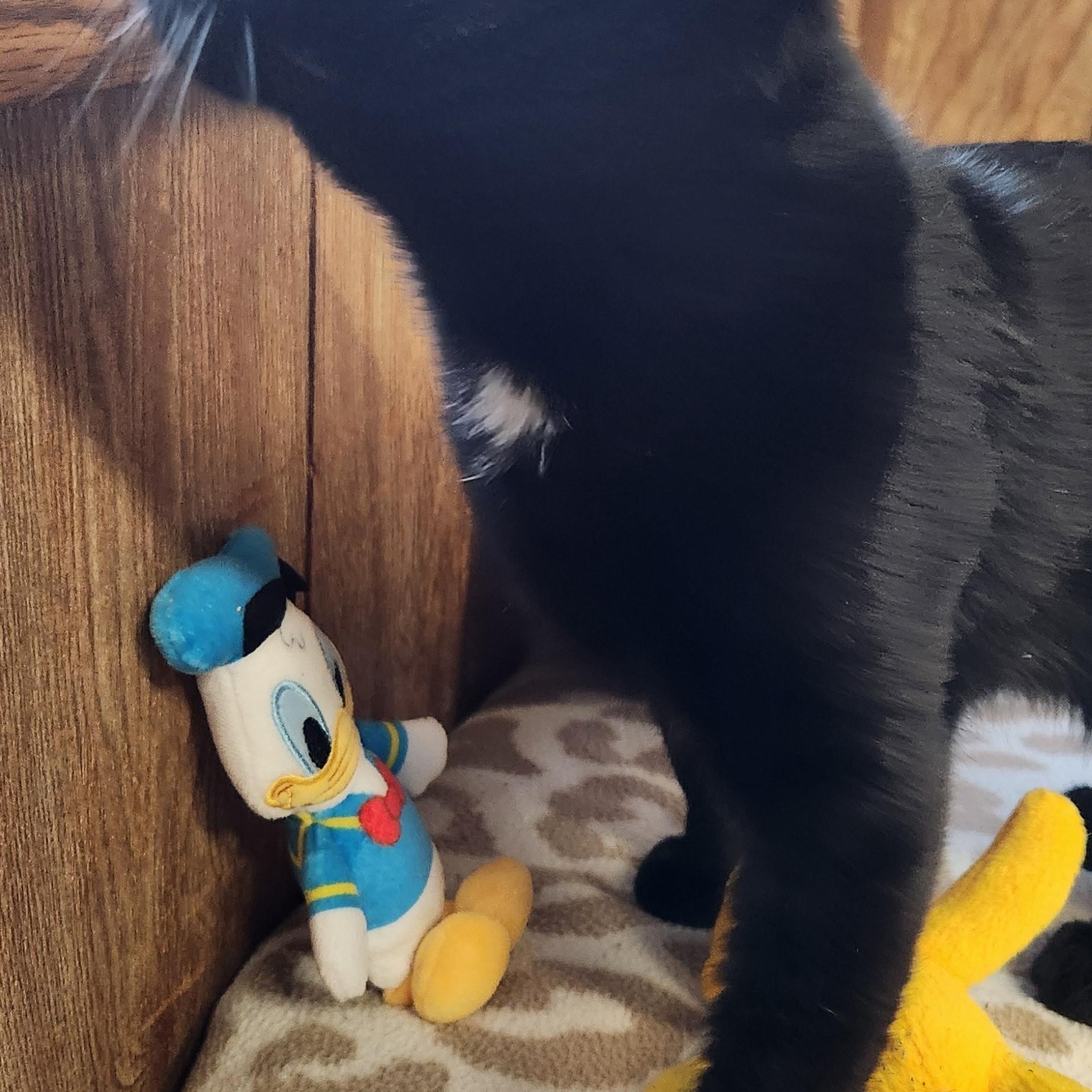 Enlarge Papio, a ADOPTABLE Domestic Short Hair in Linden, NJ image 2/5