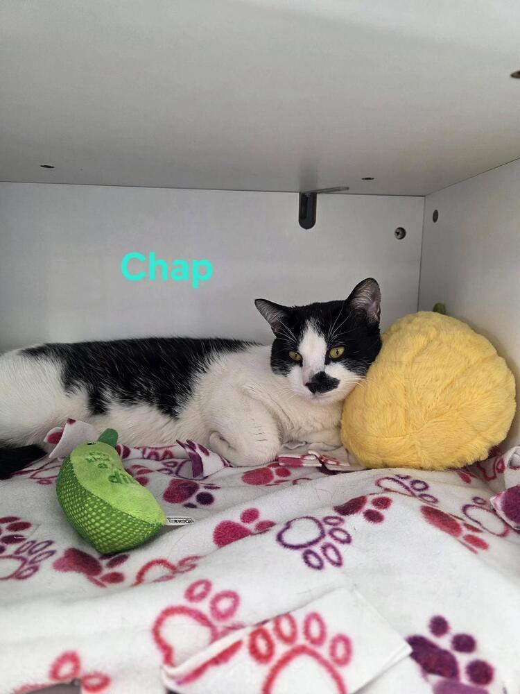 Enlarge Chap, a Adoptable Domestic Short Hair in Plymouth, MN image 1/1