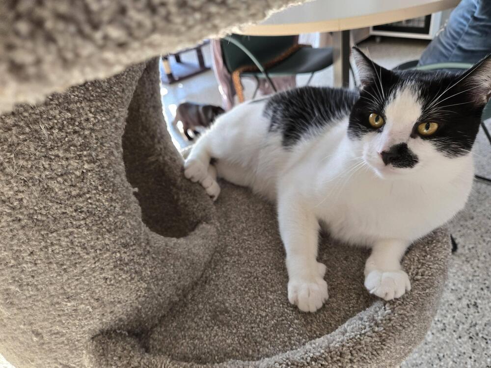 Chap, a Adoptable Domestic Short Hair in Plymouth, MN image 2/4