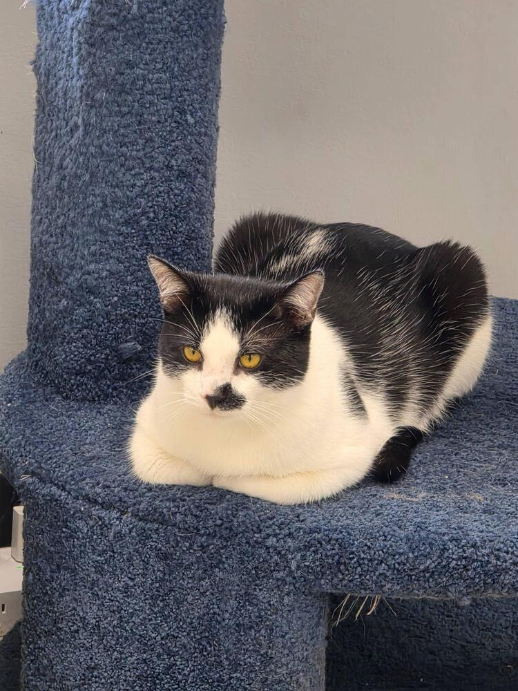 Chap, a Adoptable Domestic Short Hair in Plymouth, MN image 3/4